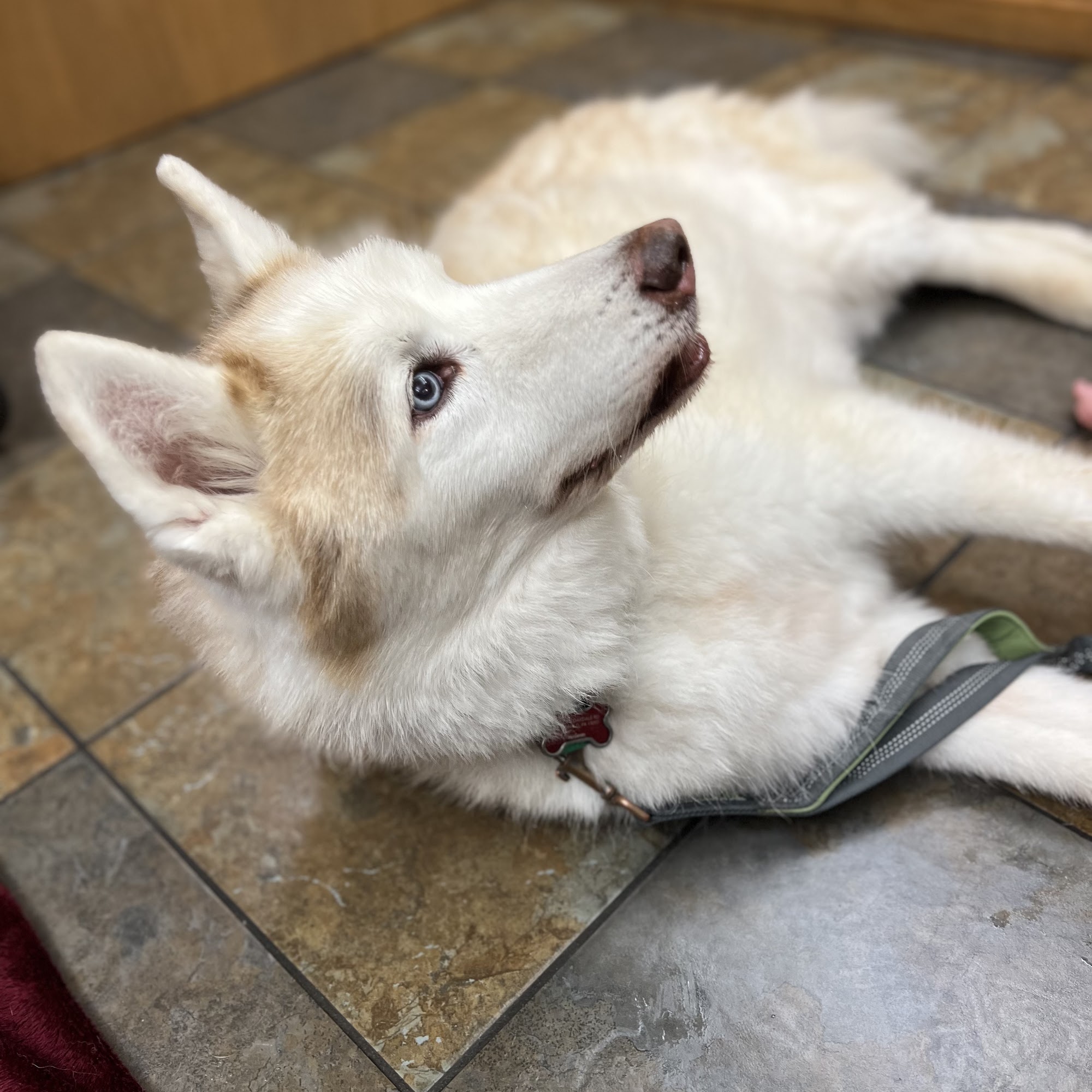 Bridgeville Animal Hospital Bridgeville