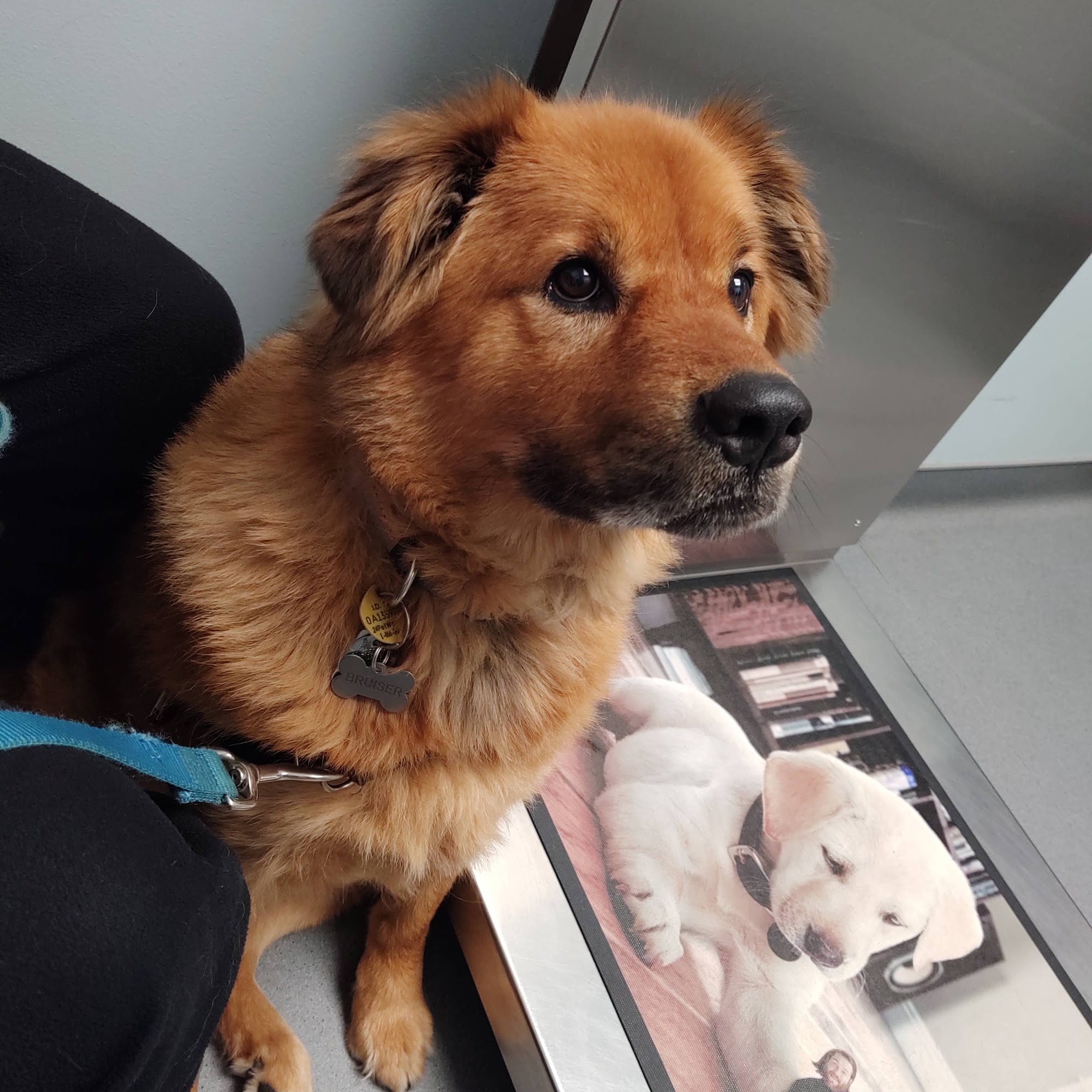 Brodheadsville Veterinary Clinic Brodheadsville