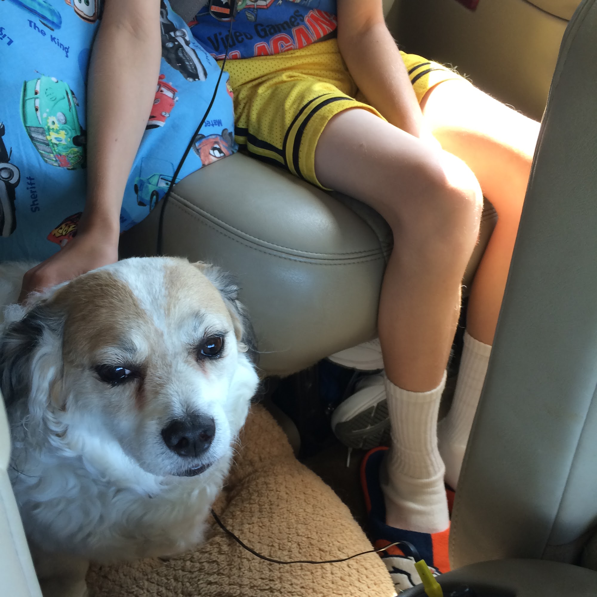 Kanyon's Golden Veterinary Care, LLC Brodheadsville