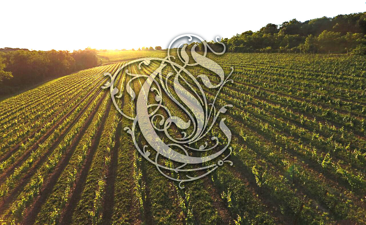 Cadenza Vineyards 3475 Sechrist Rd, Brogue, PA 17309