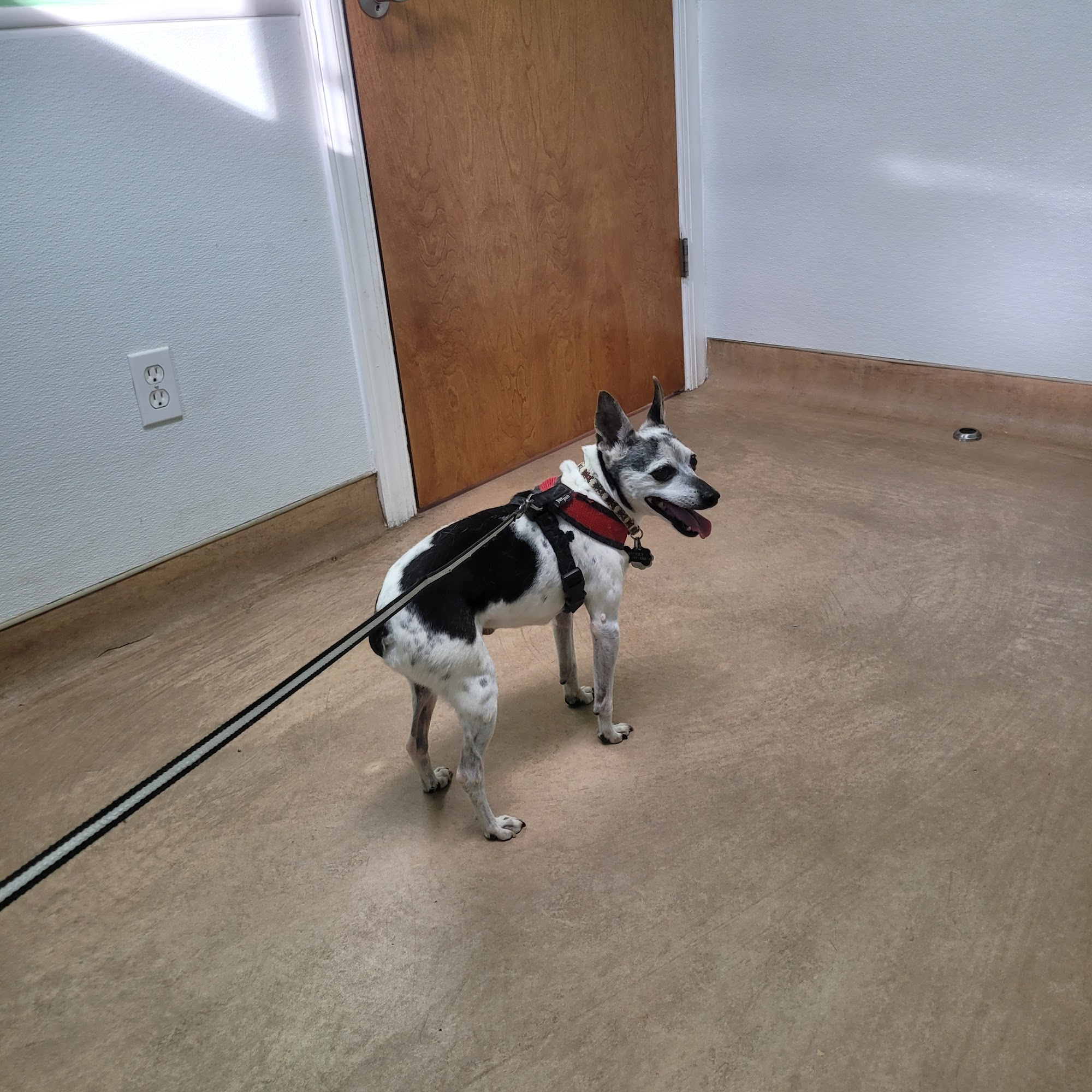 Brookhaven Veterinary Hospital Brookhaven