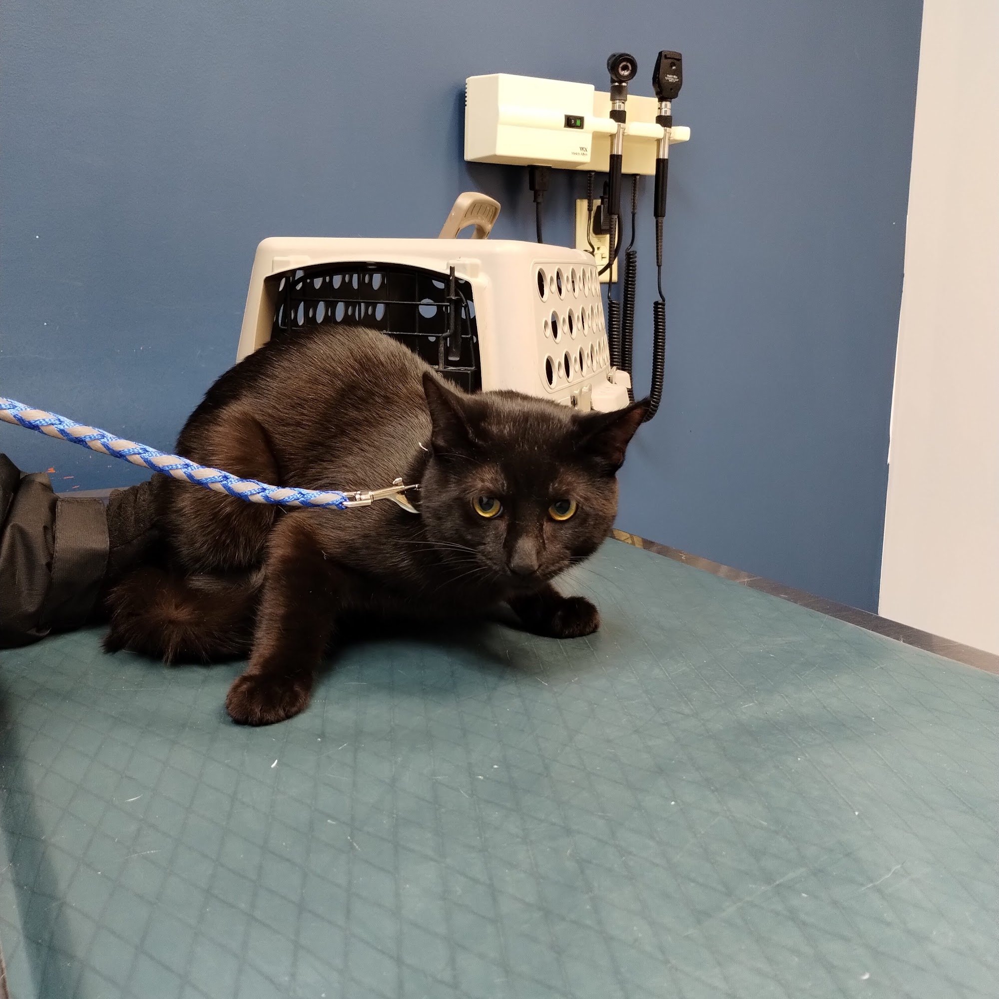 Jefferson Animal Clinic Brookville