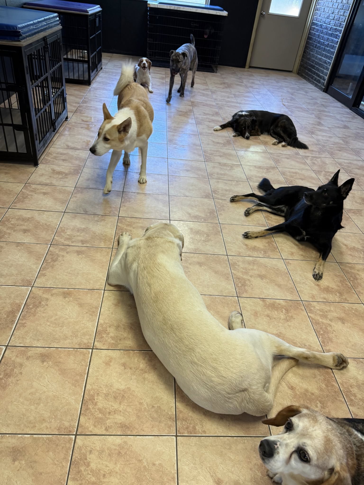 PawsItive Image Pet Resort Brookville