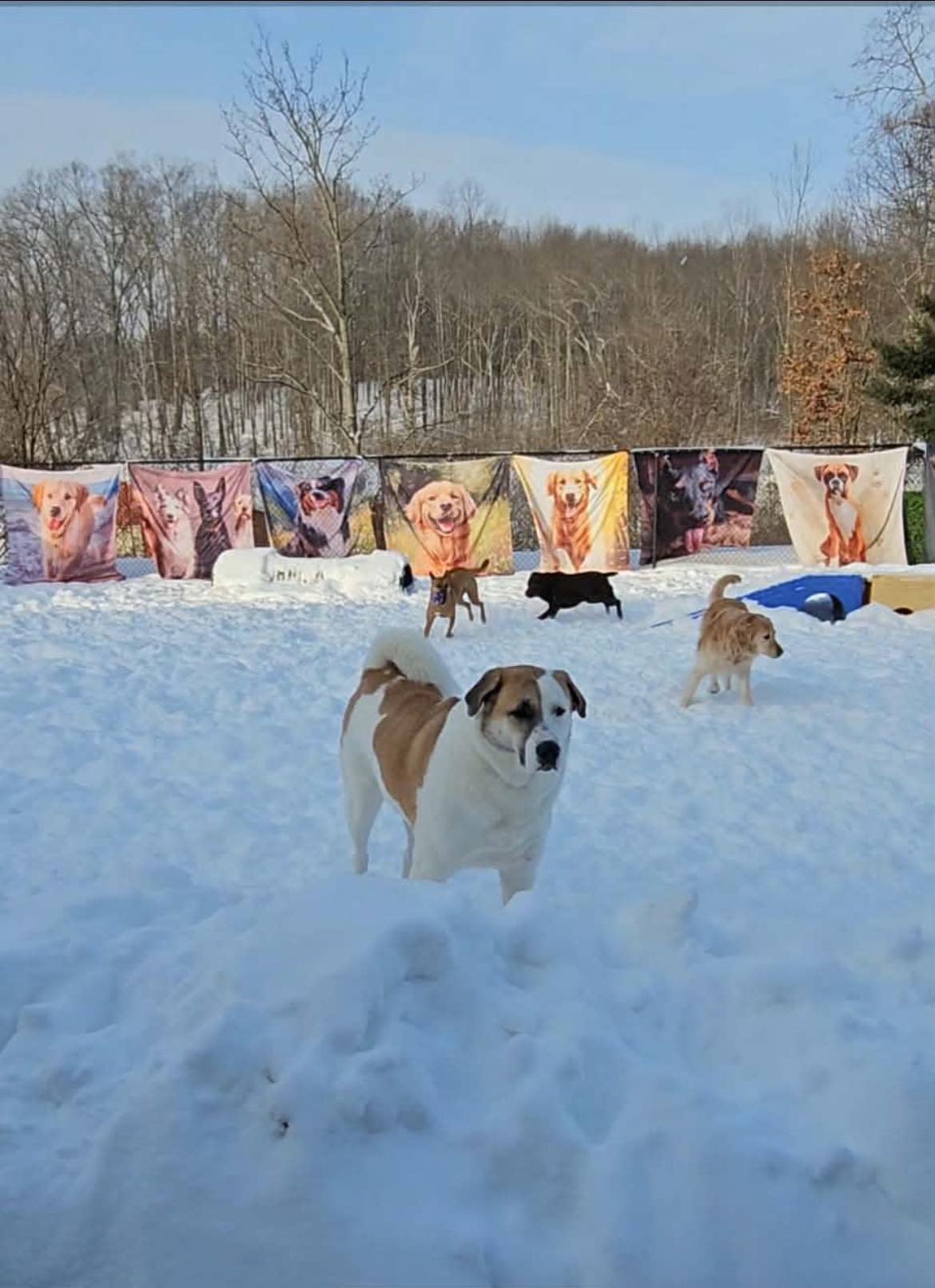 PawsItive Image Pet Resort Brookville