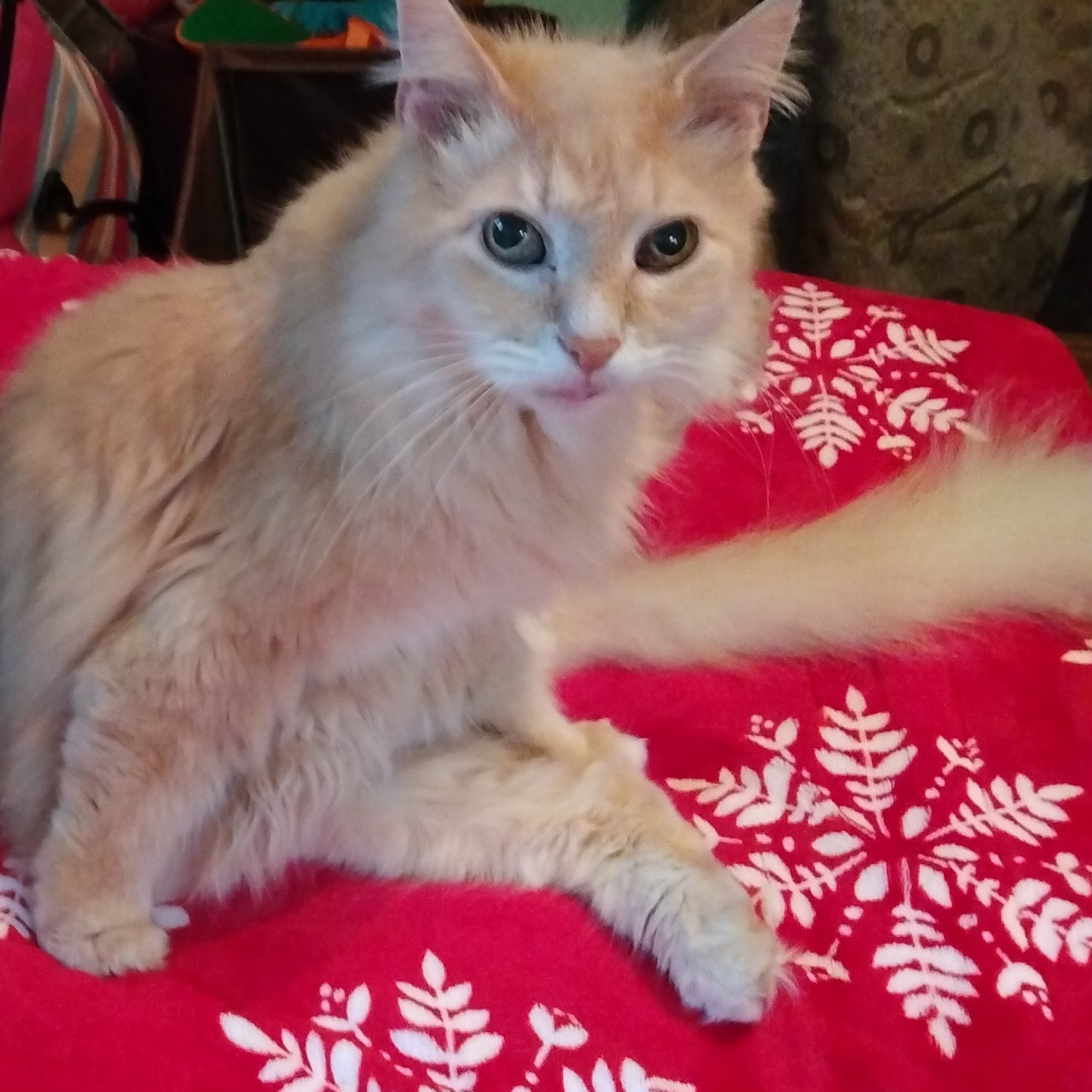 North Fork Veterinary Brookville