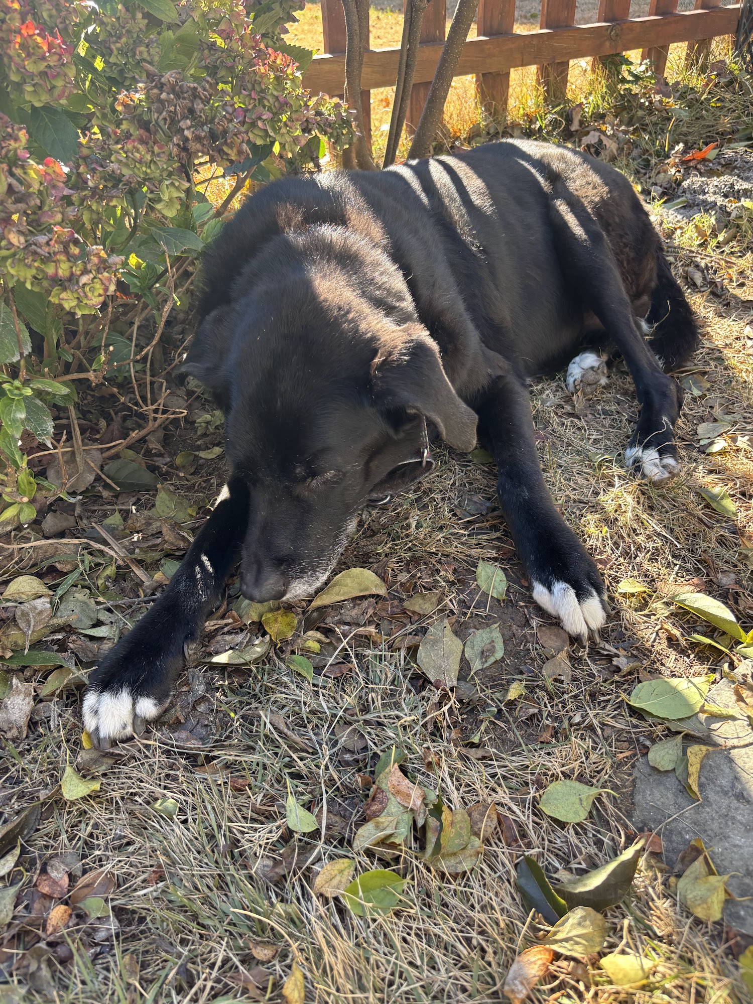 Community Animal Hospital Broomall