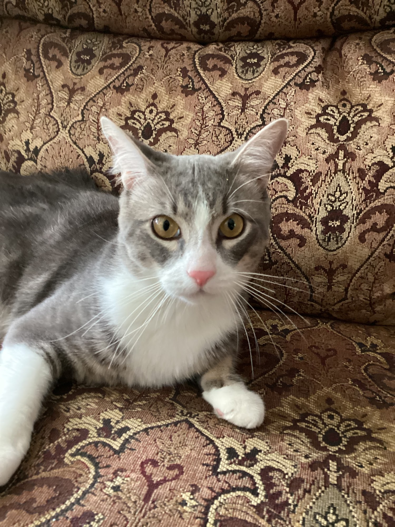 Broomall Animal Hospital Broomall