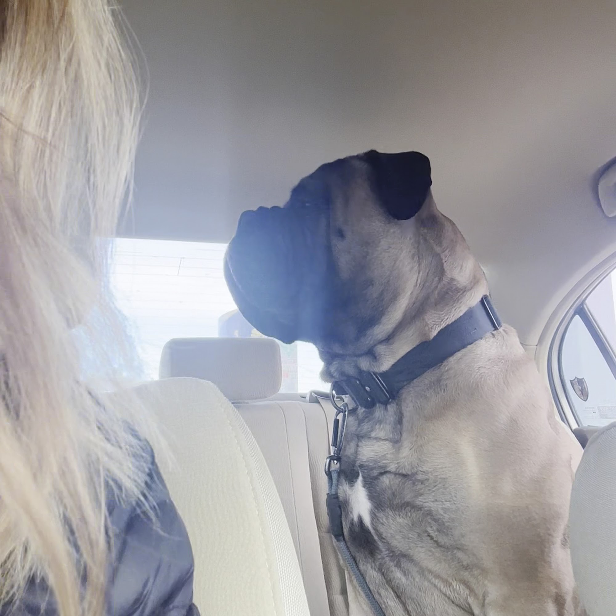 Butler Veterinary Associates and Emergency Center Butler