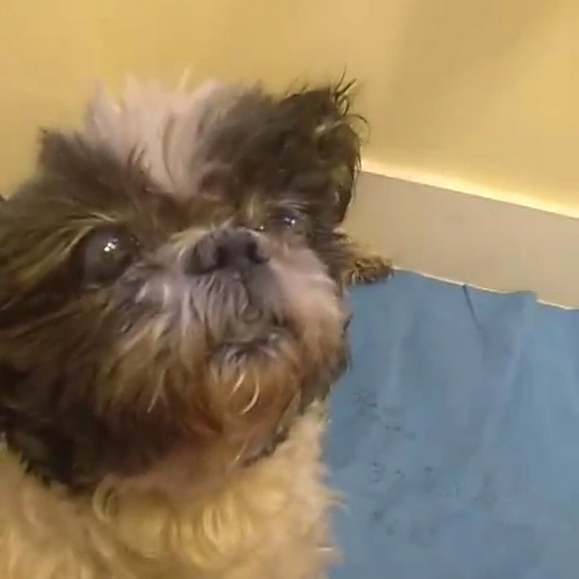 Crossroads Veterinary Hospital Butler