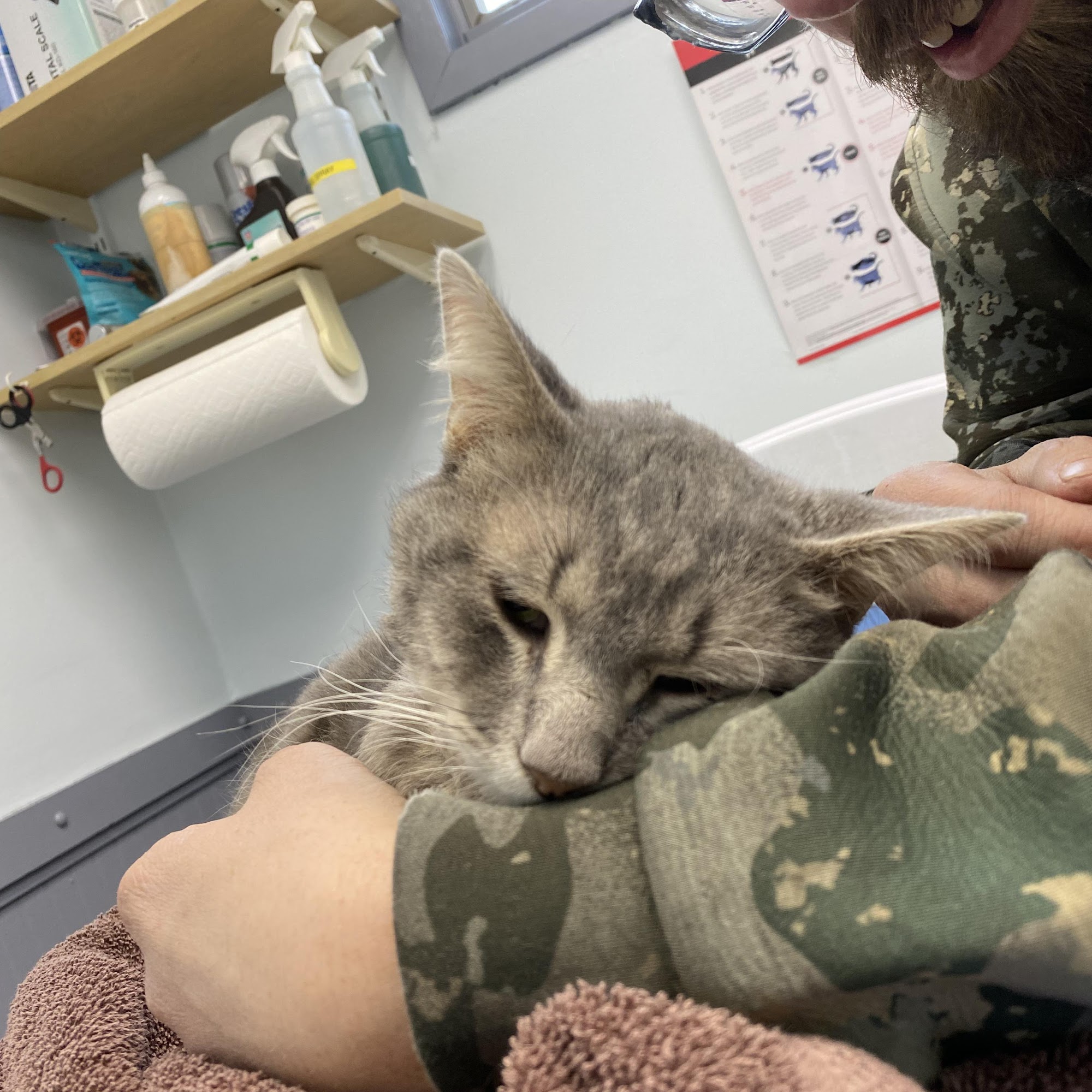 Deer Creek Animal Hospital Butler