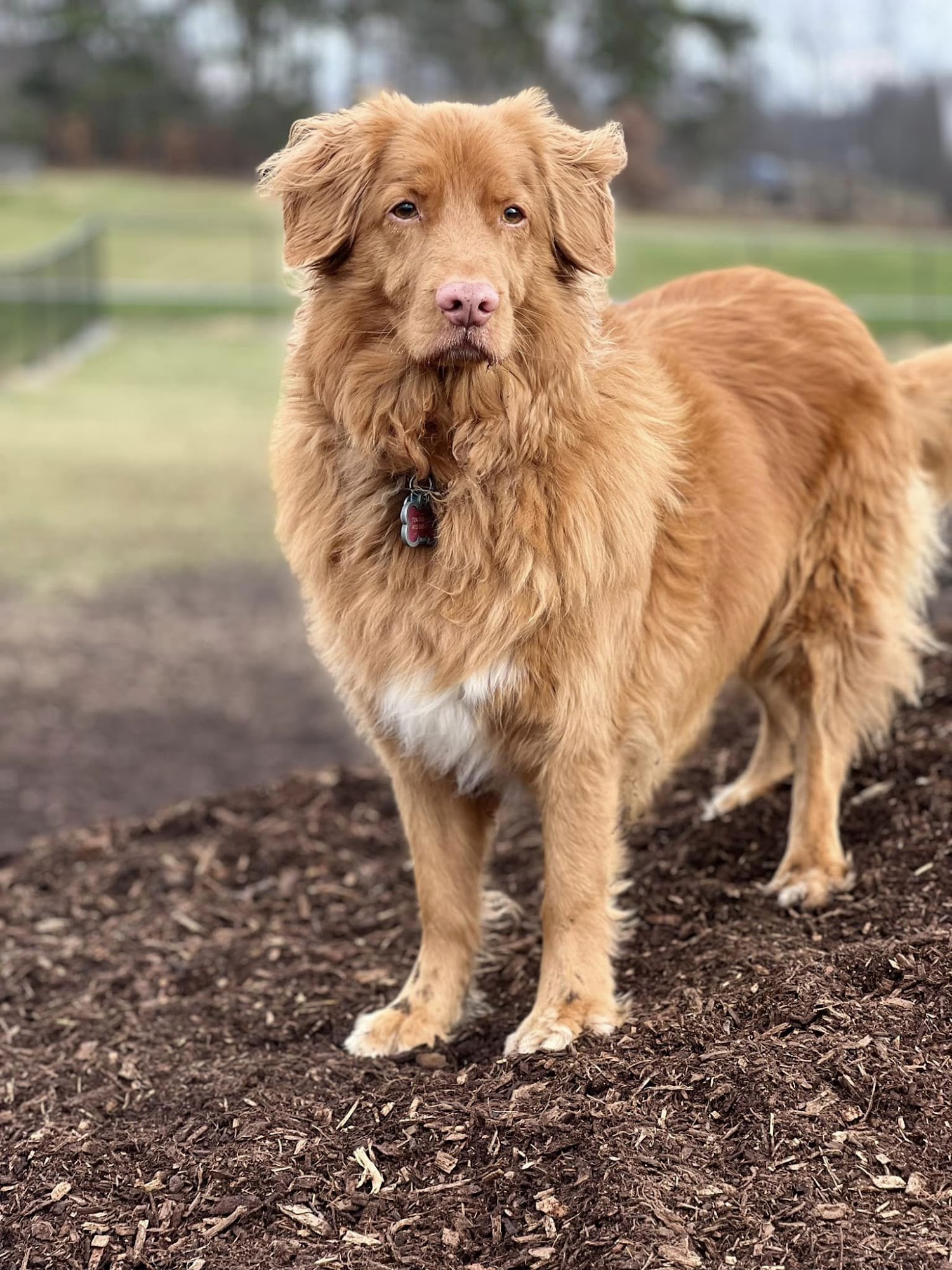 Whispering Winds Boarding Kennel Butler