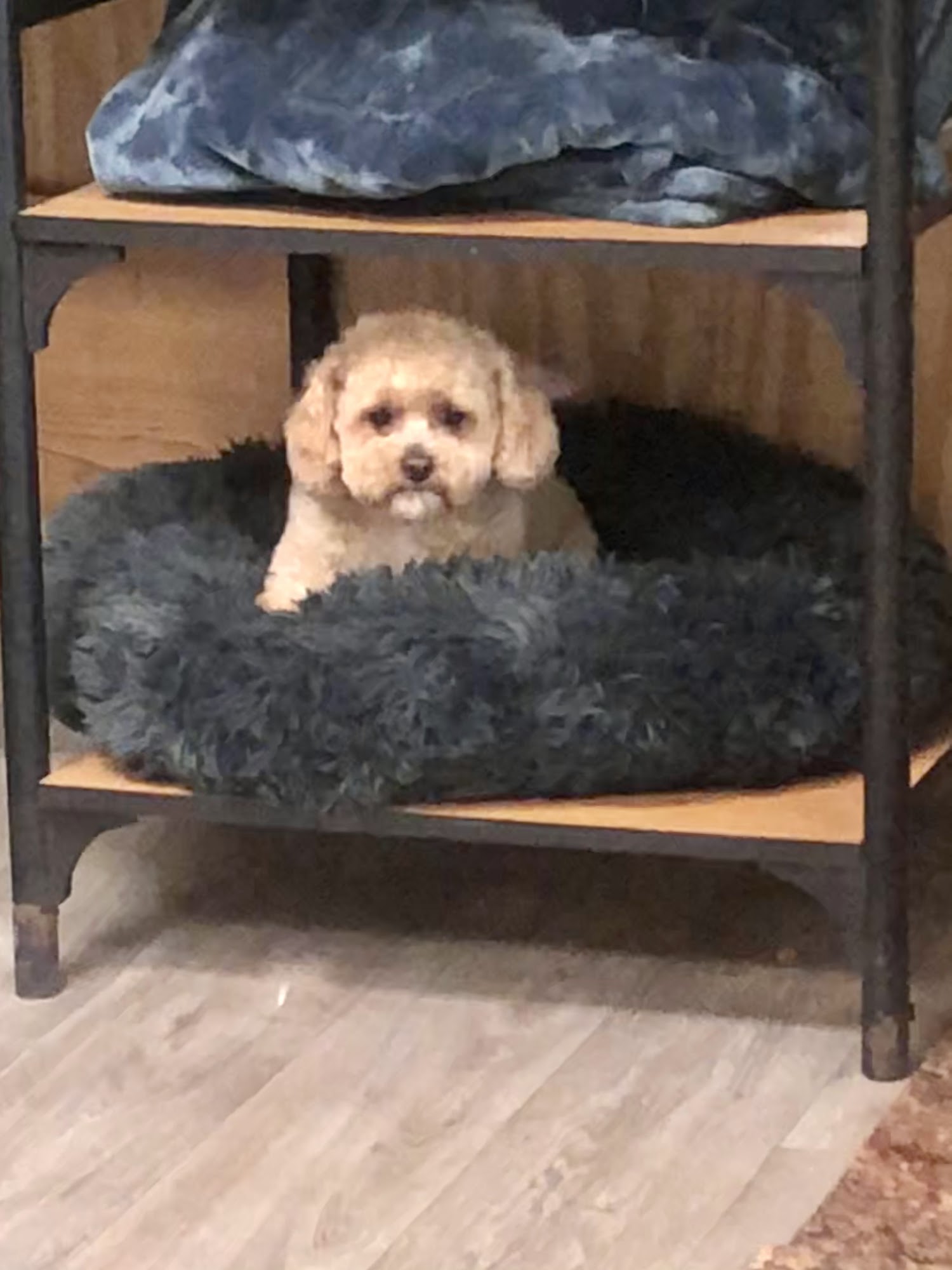 ALL PAWZ GROOMING Butler