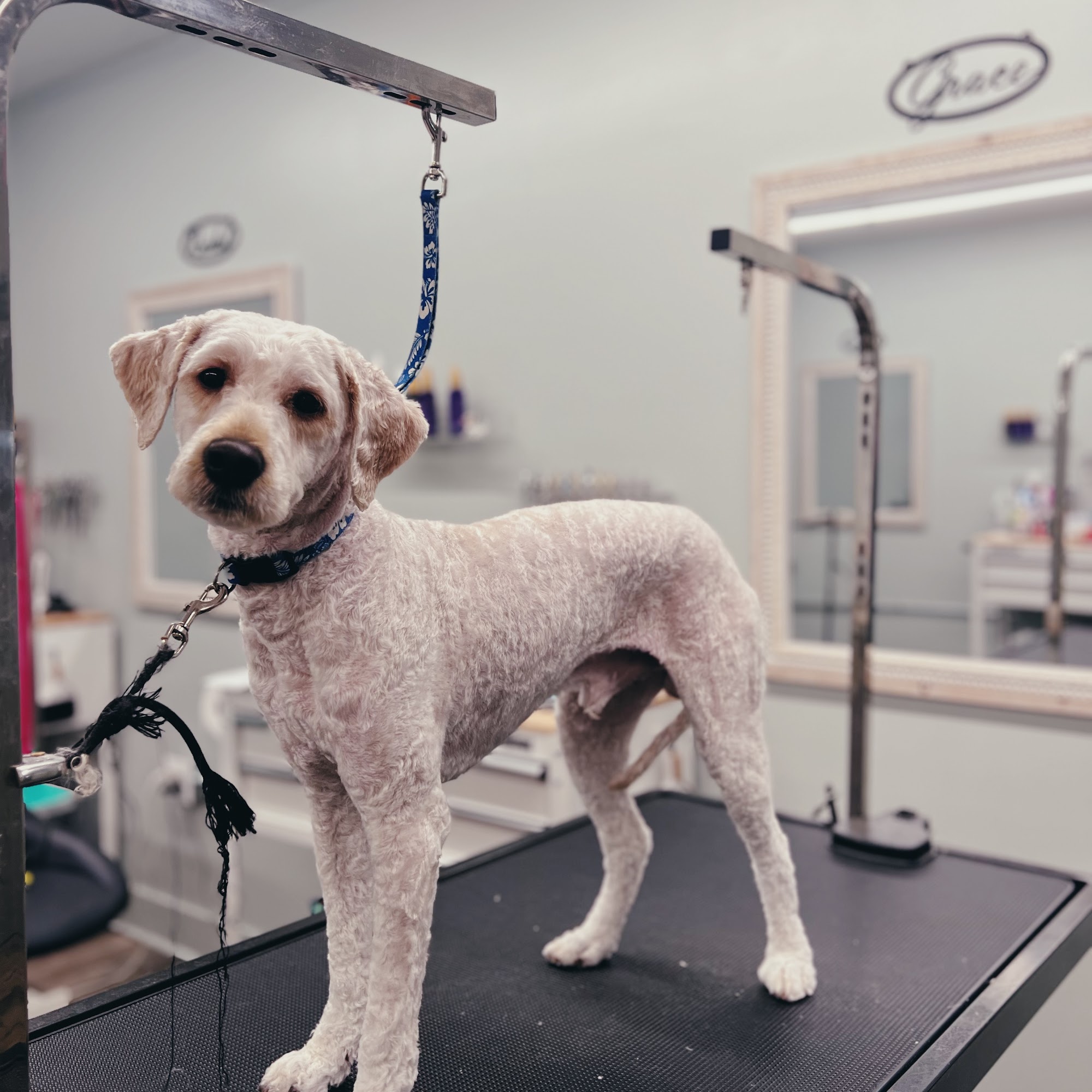 Bark Of The Town Pet Salon Butler