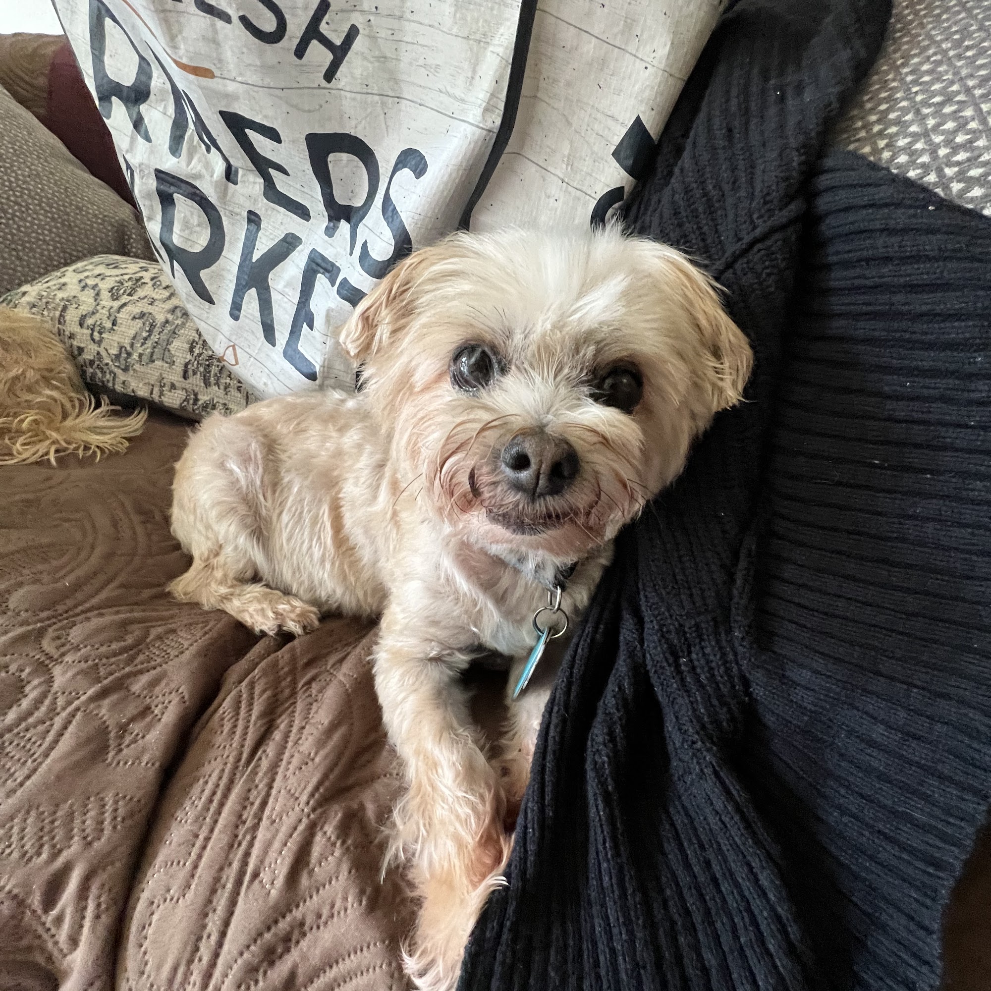 Doggone Salon Butler