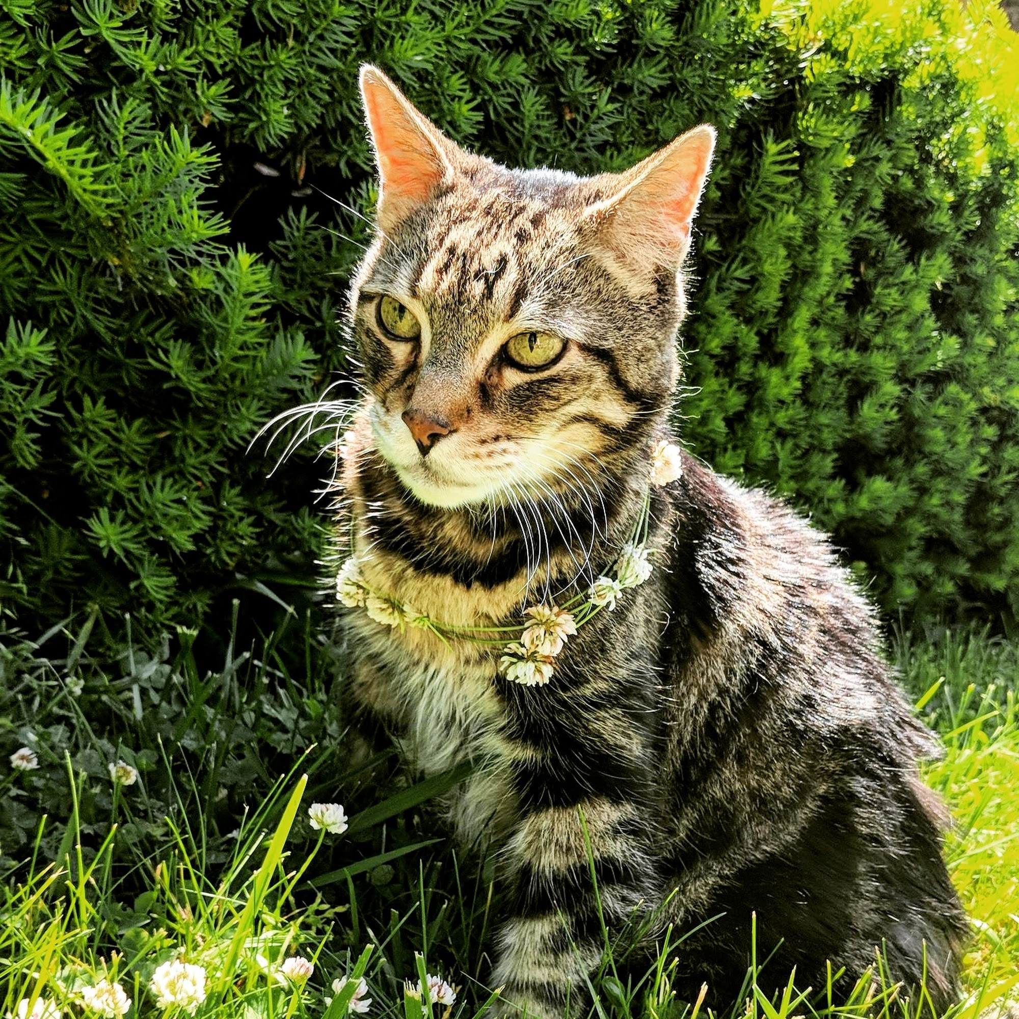 Camp Hill Animal Hospital Camp Hill