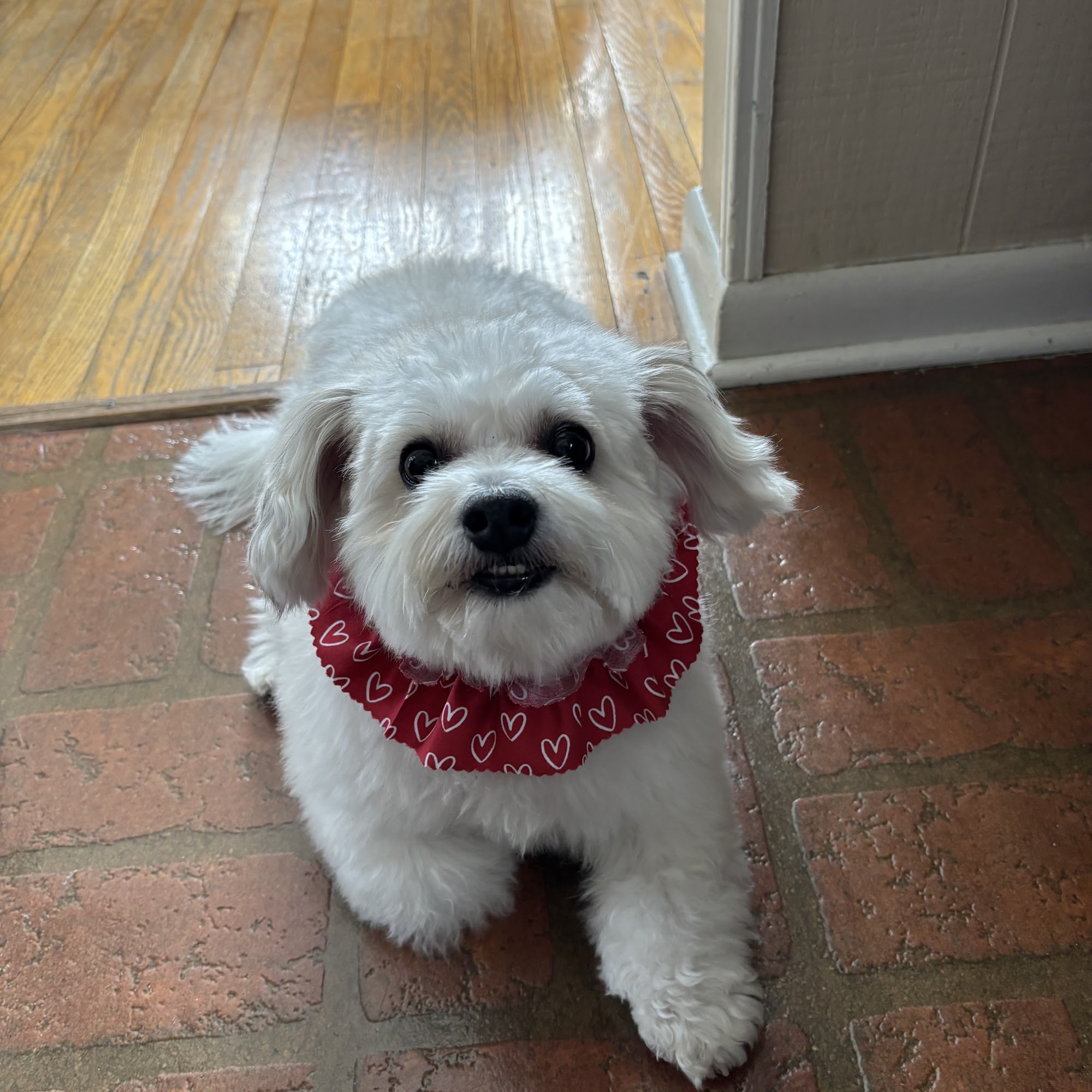 Pet Bath and Beyond Camp Hill