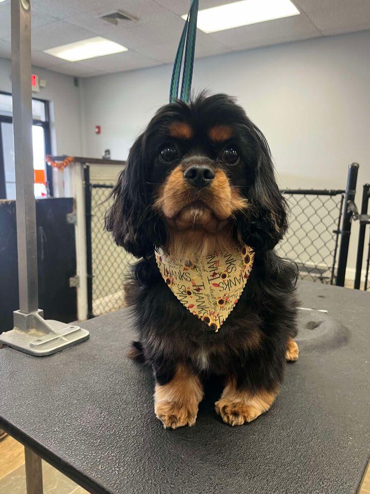 Happy Tails Pet Grooming Camp Hill