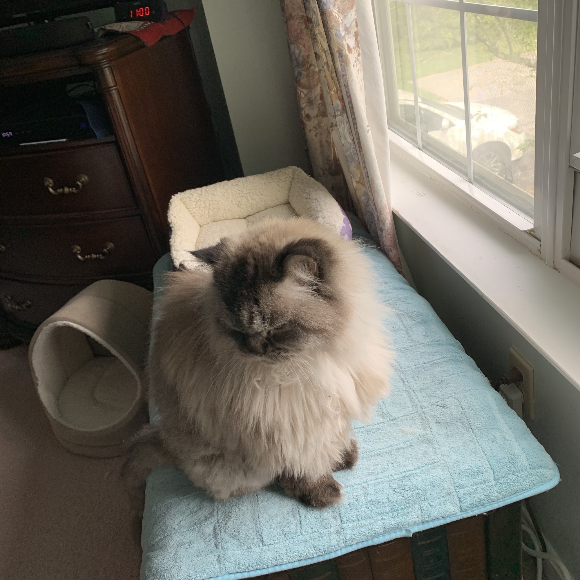 The Dapper Dog Grooming Salon Camp Hill