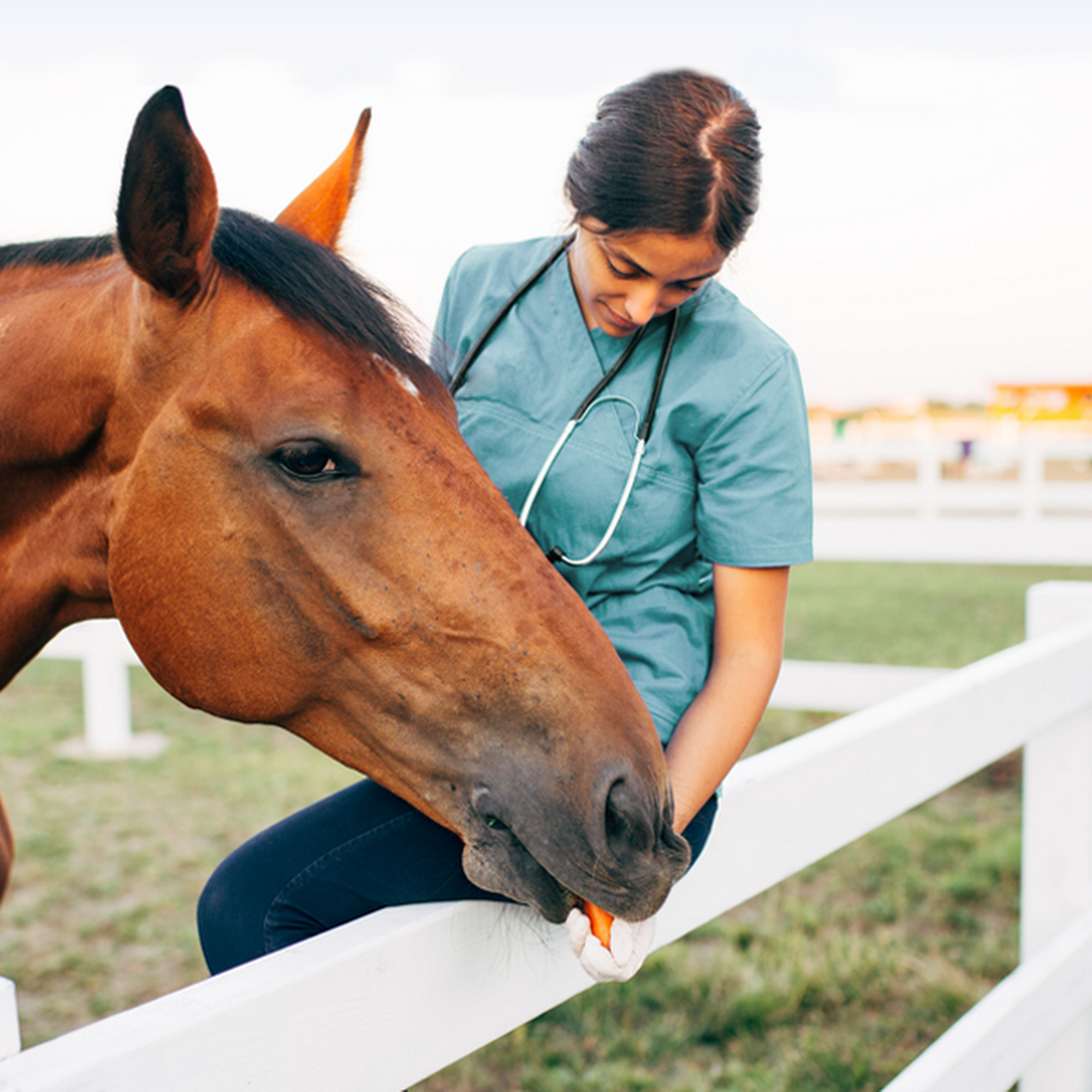 Canon Hill Veterinary Clinic Canonsburg