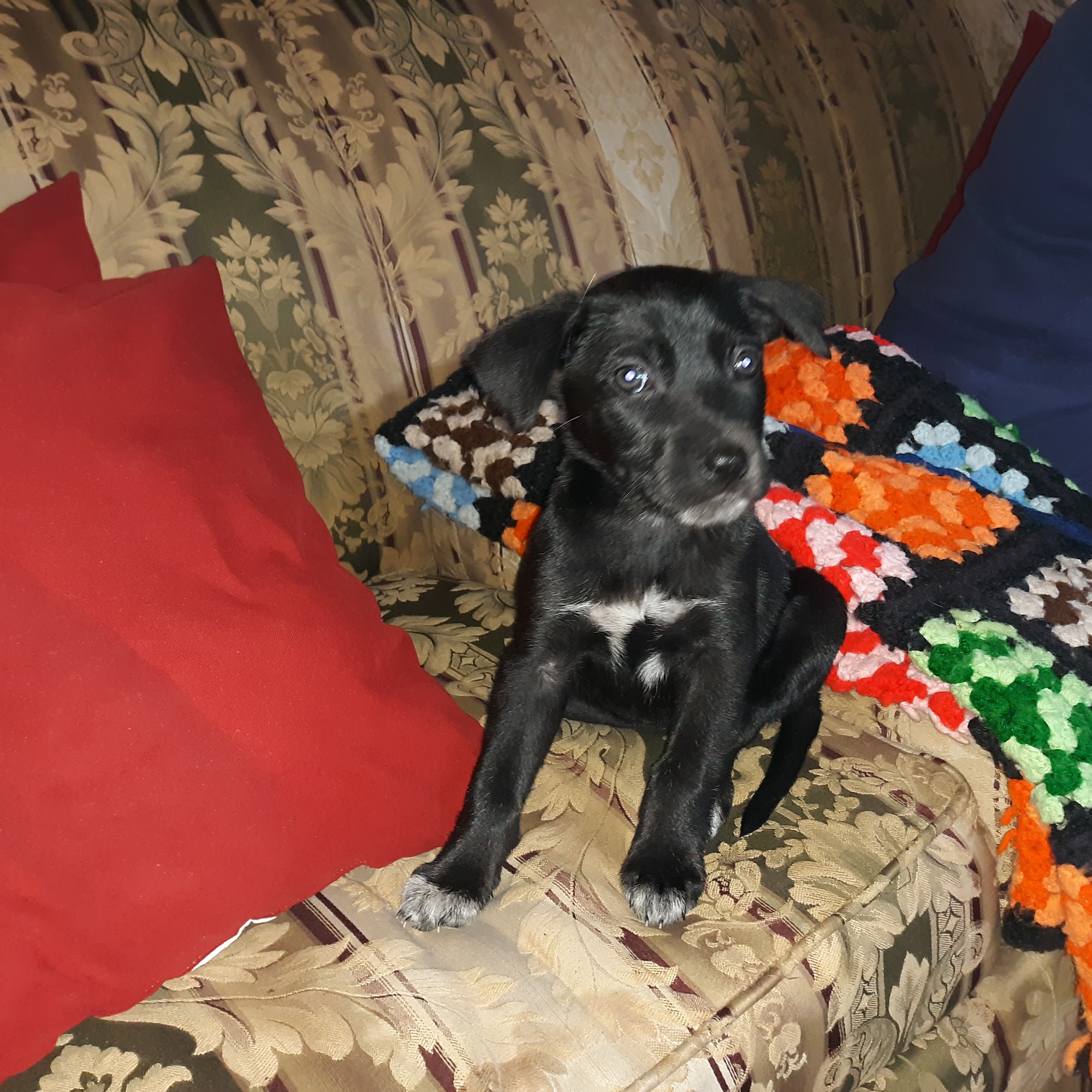 Northside Veterinary Clinic Carlisle