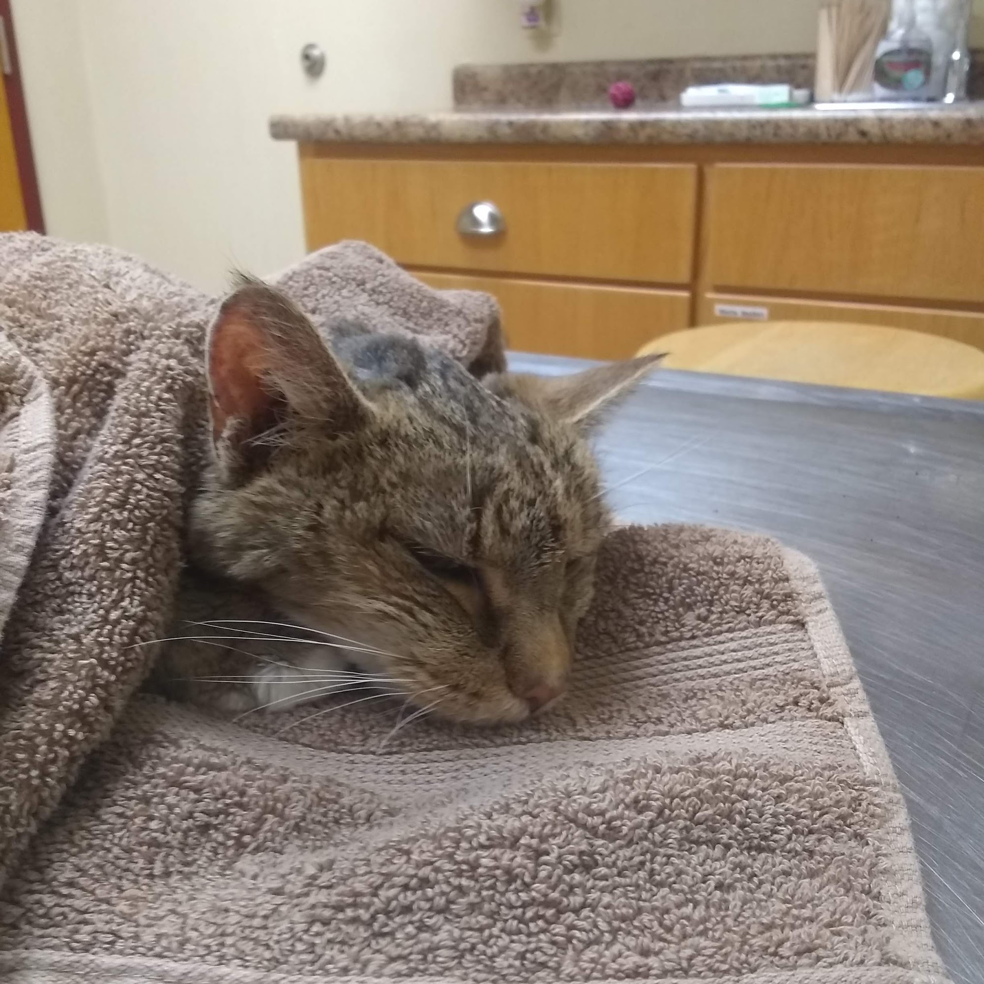 Holly Pike Animal Hospital Carlisle