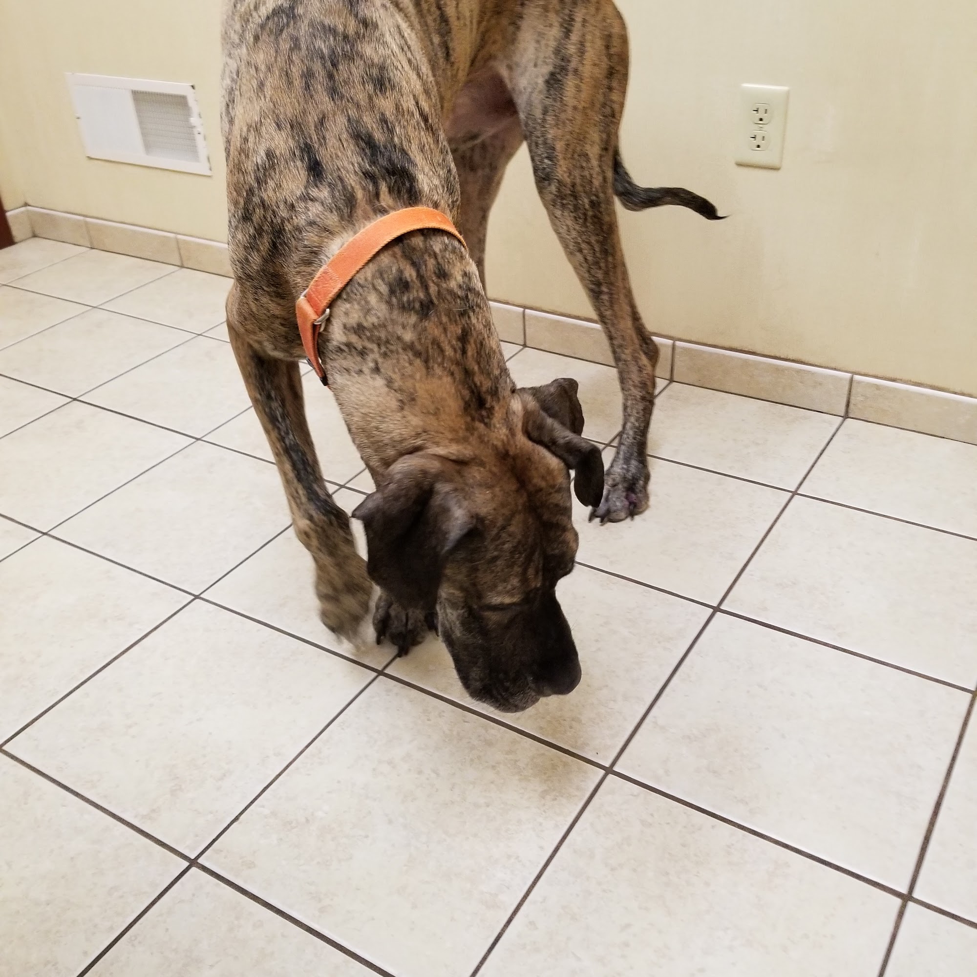 Holly Pike Animal Hospital: Julianne Nelson, DVM Carlisle