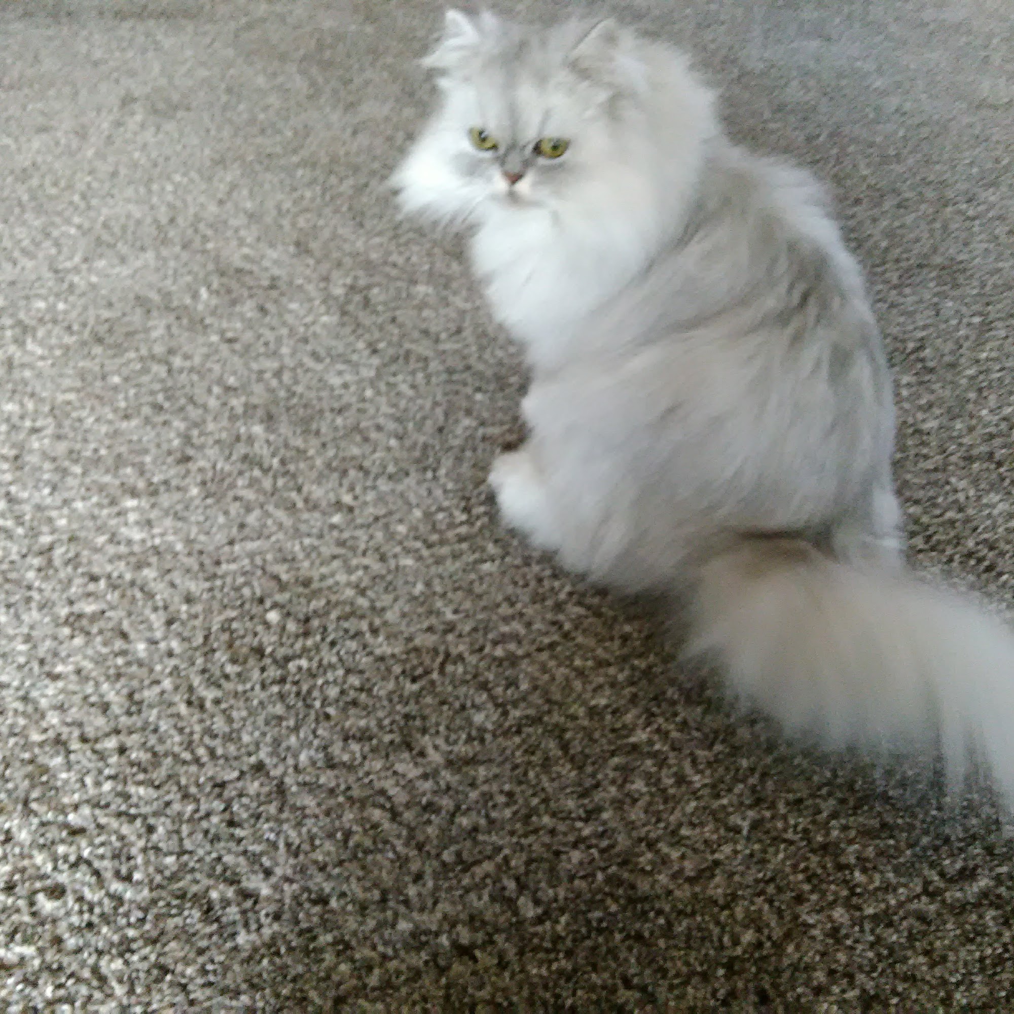 The Animal Image Carlisle