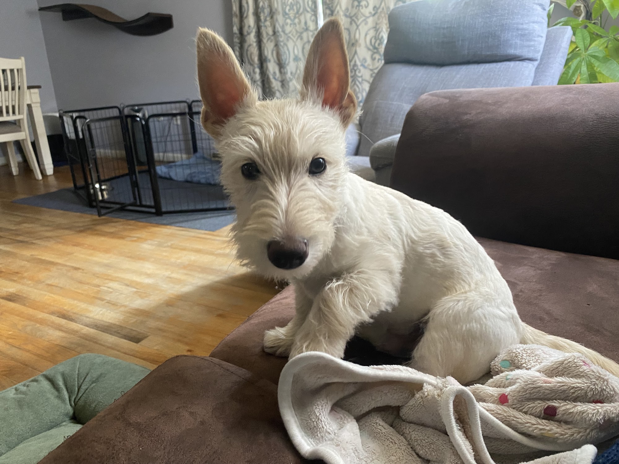 Suds-N-Kisses Carlisle Carlisle