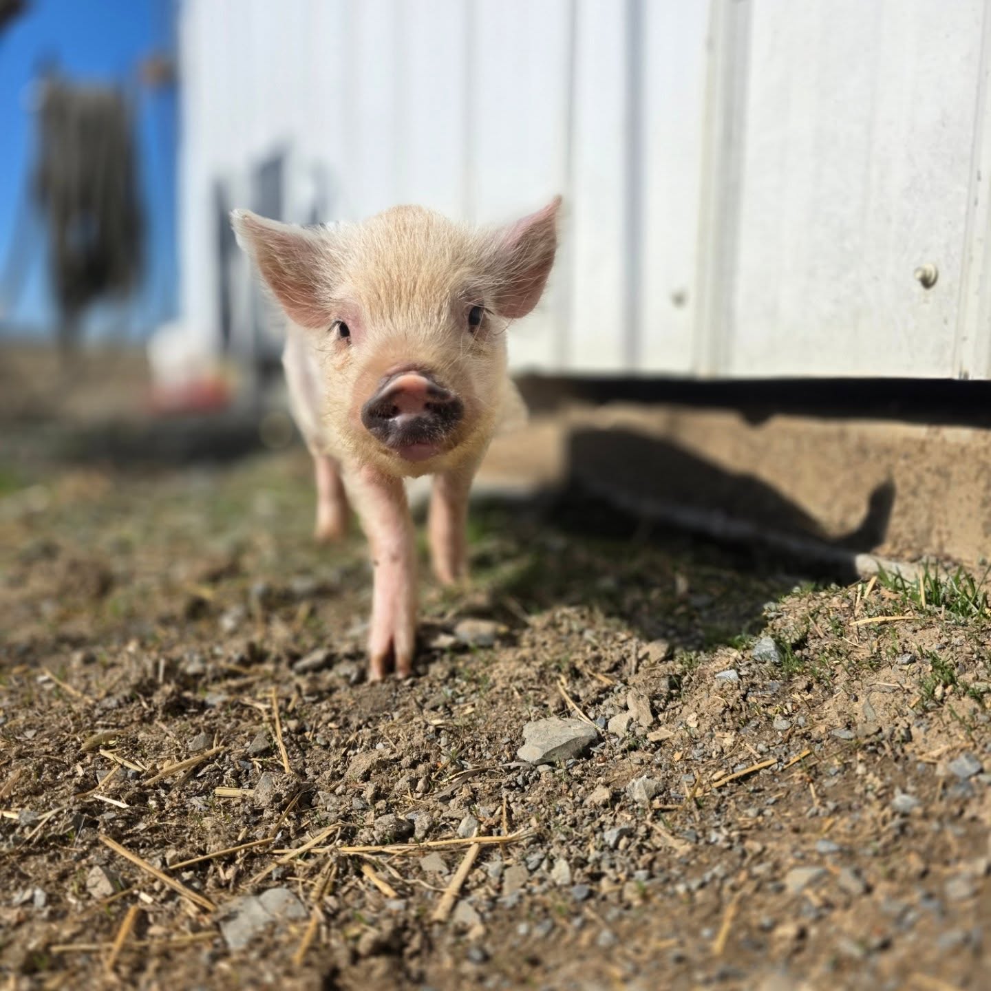 Destiny Dairy Bar Carlisle