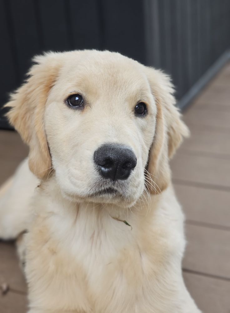 Fieldwood Dog Training Center Carlisle