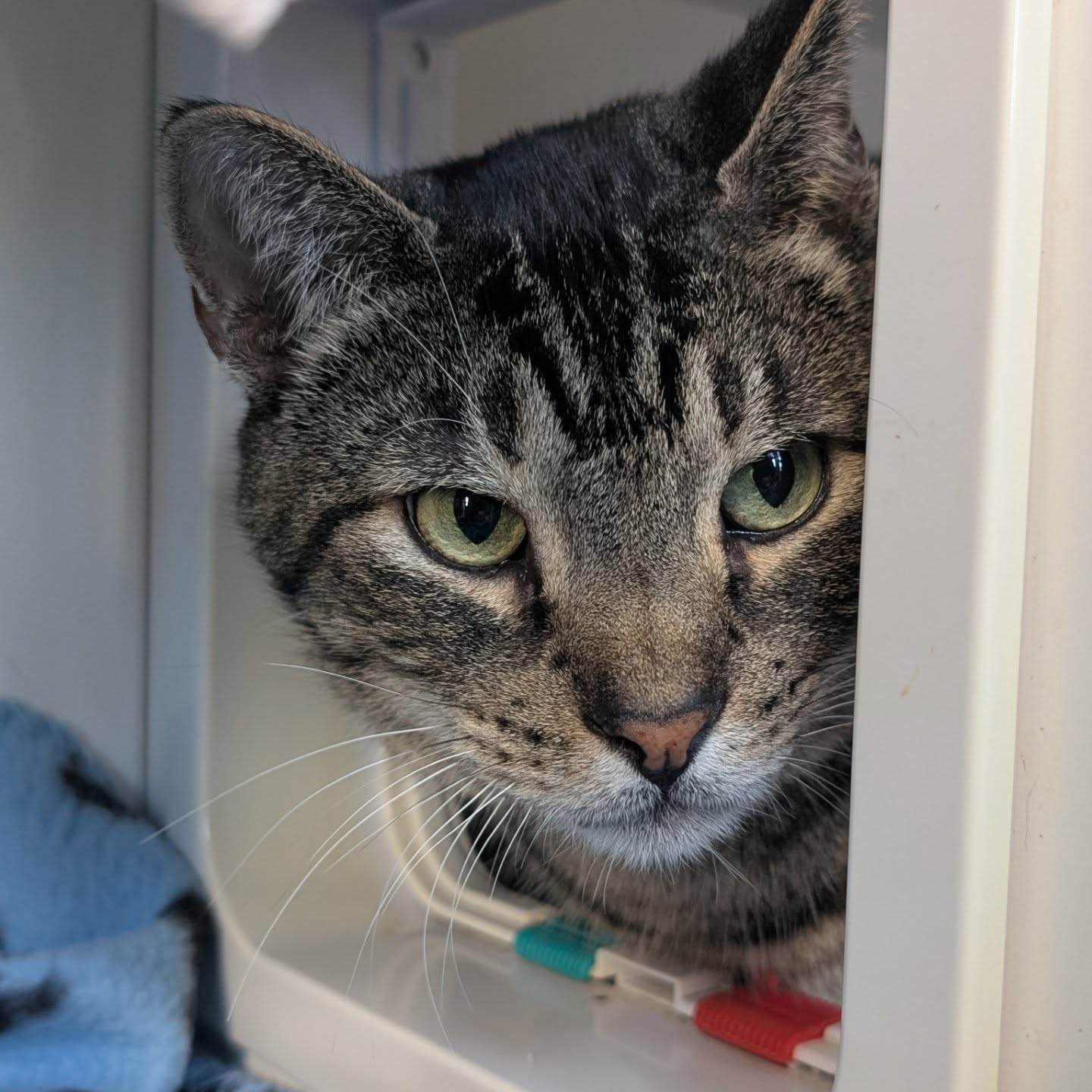 Friendly Paws LITTLES - Carnegie Carnegie