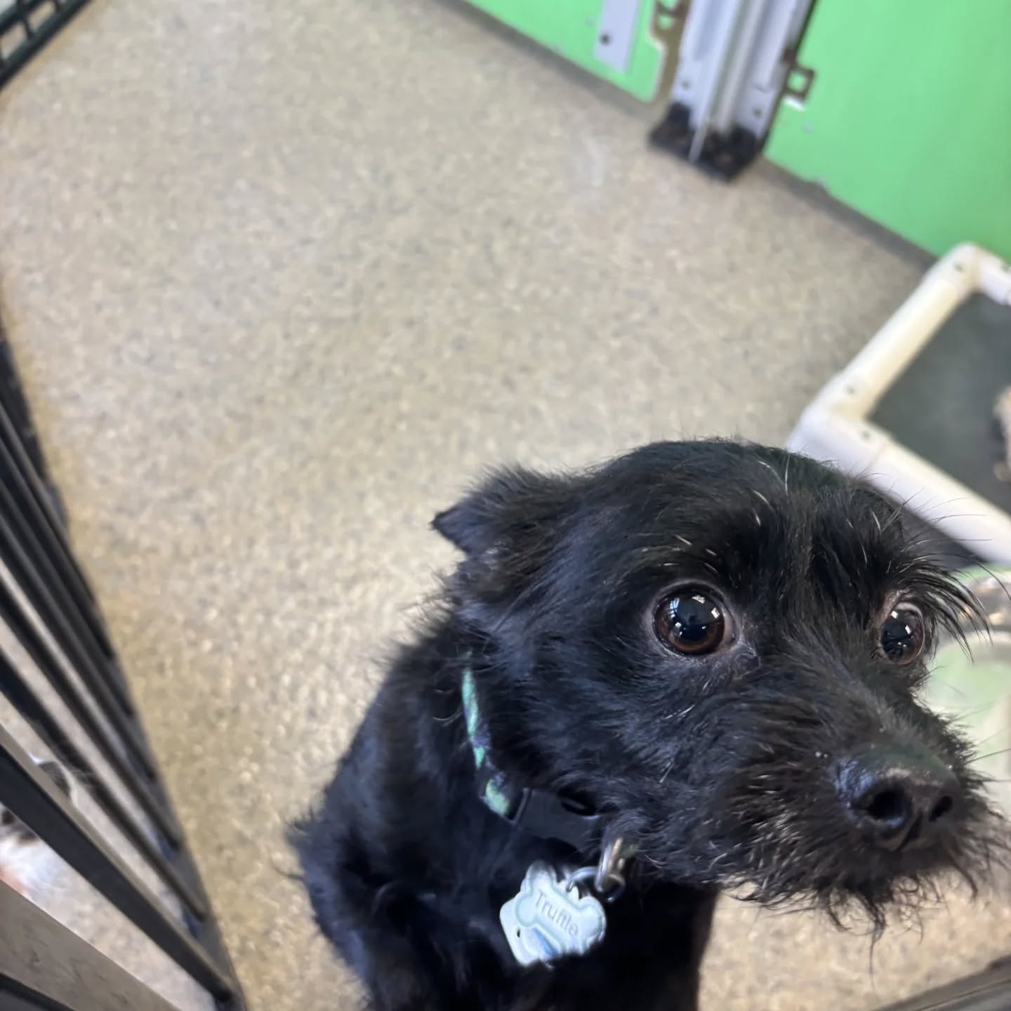 Friendly Paws LITTLES - Carnegie Carnegie