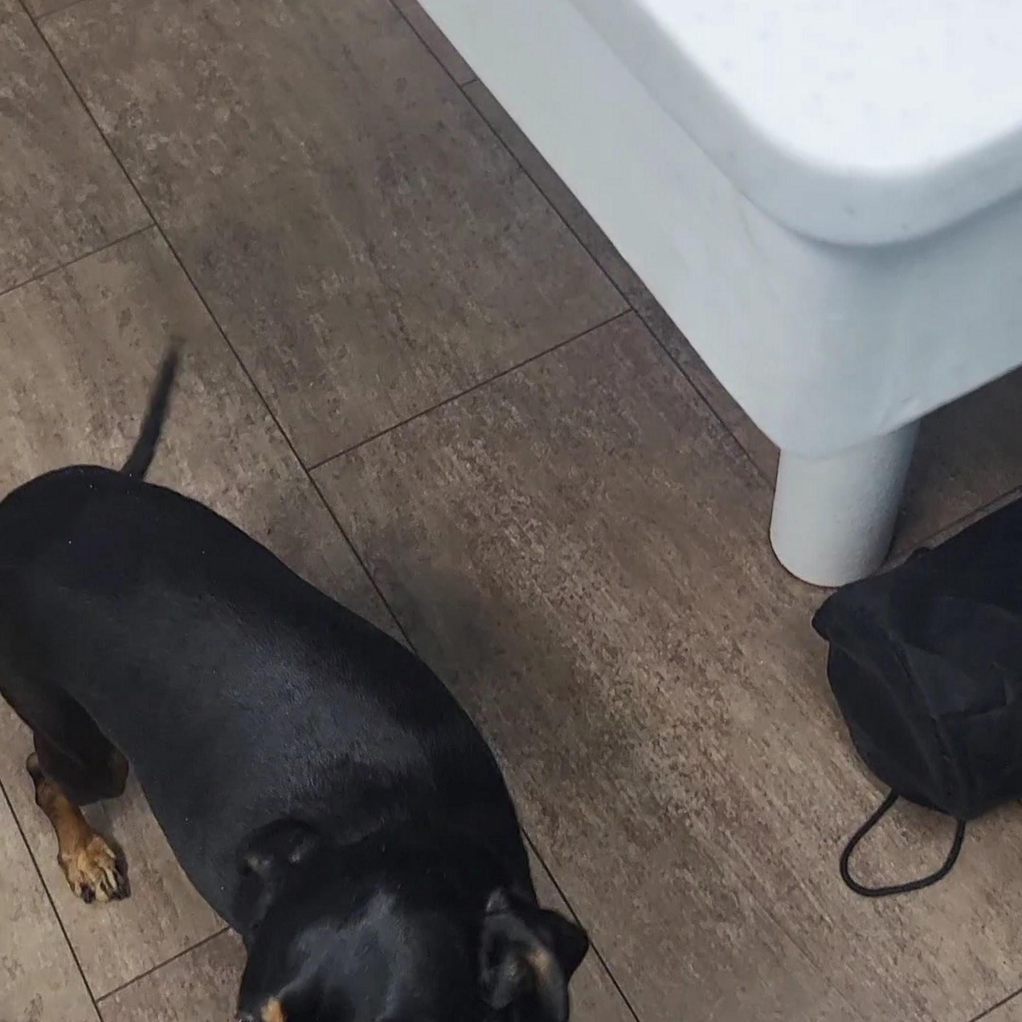 PetWellClinic - Scott Township Carnegie