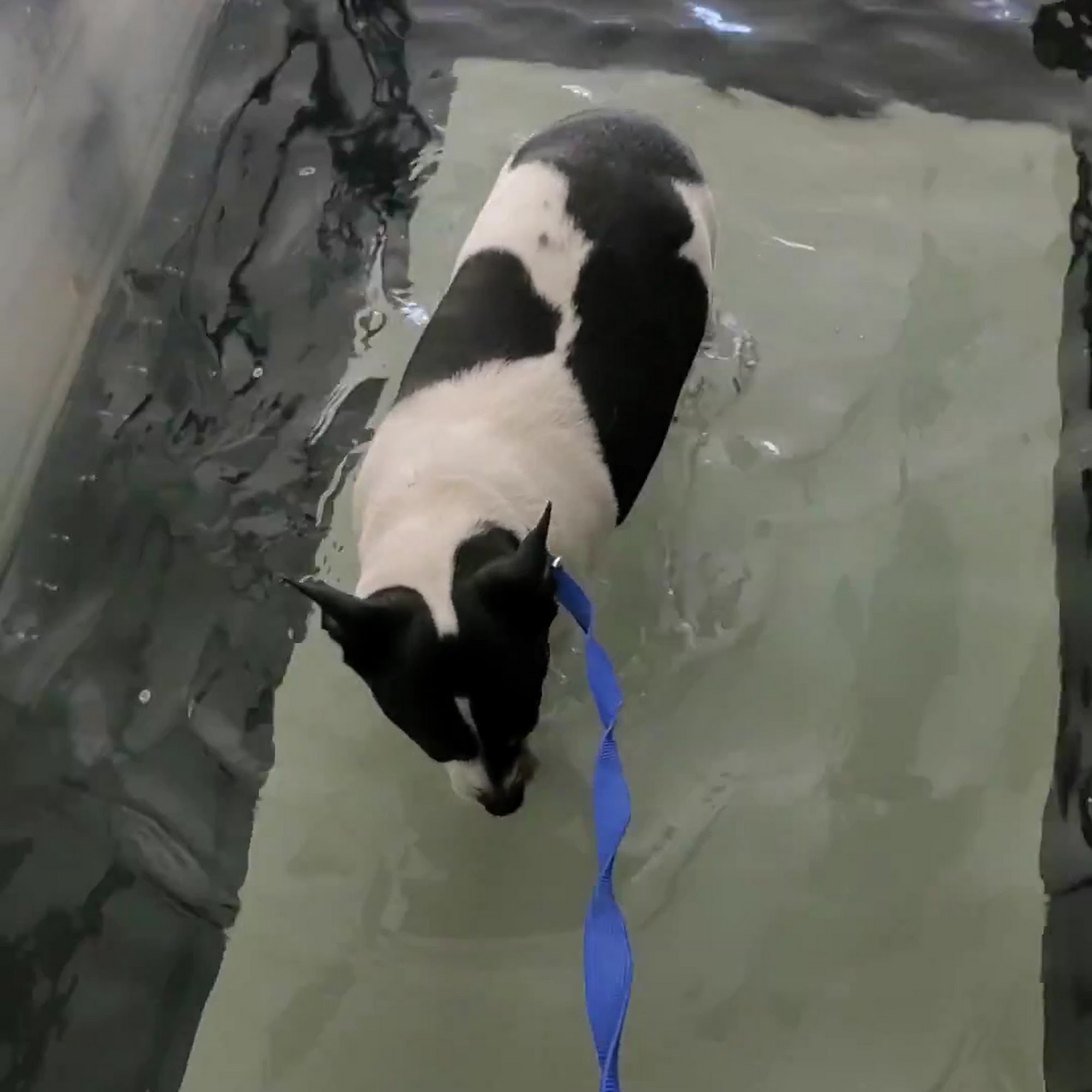 Brandywine Veterinary Hospital Chadds Ford