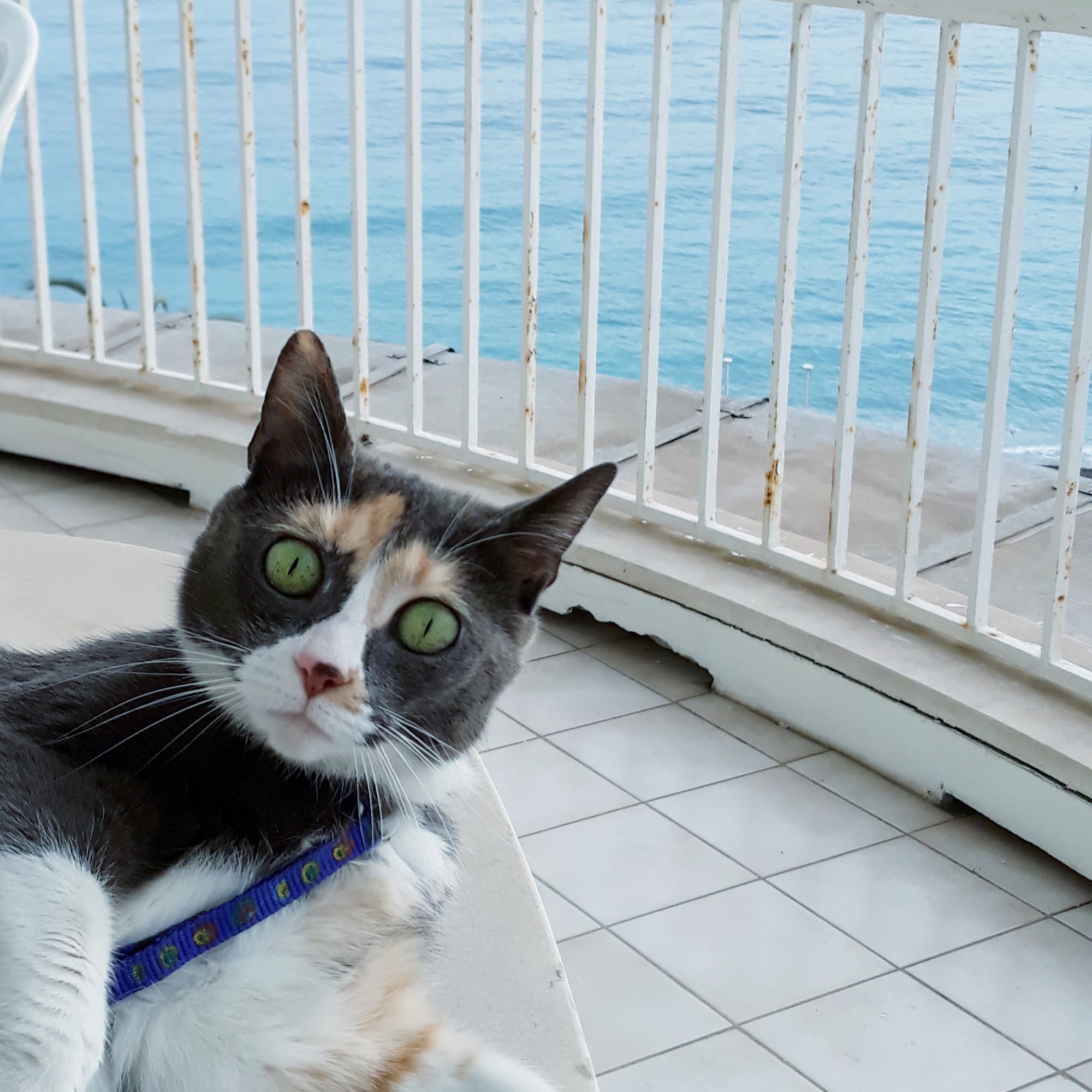 Chadds Ford Animal Hospital Chadds Ford