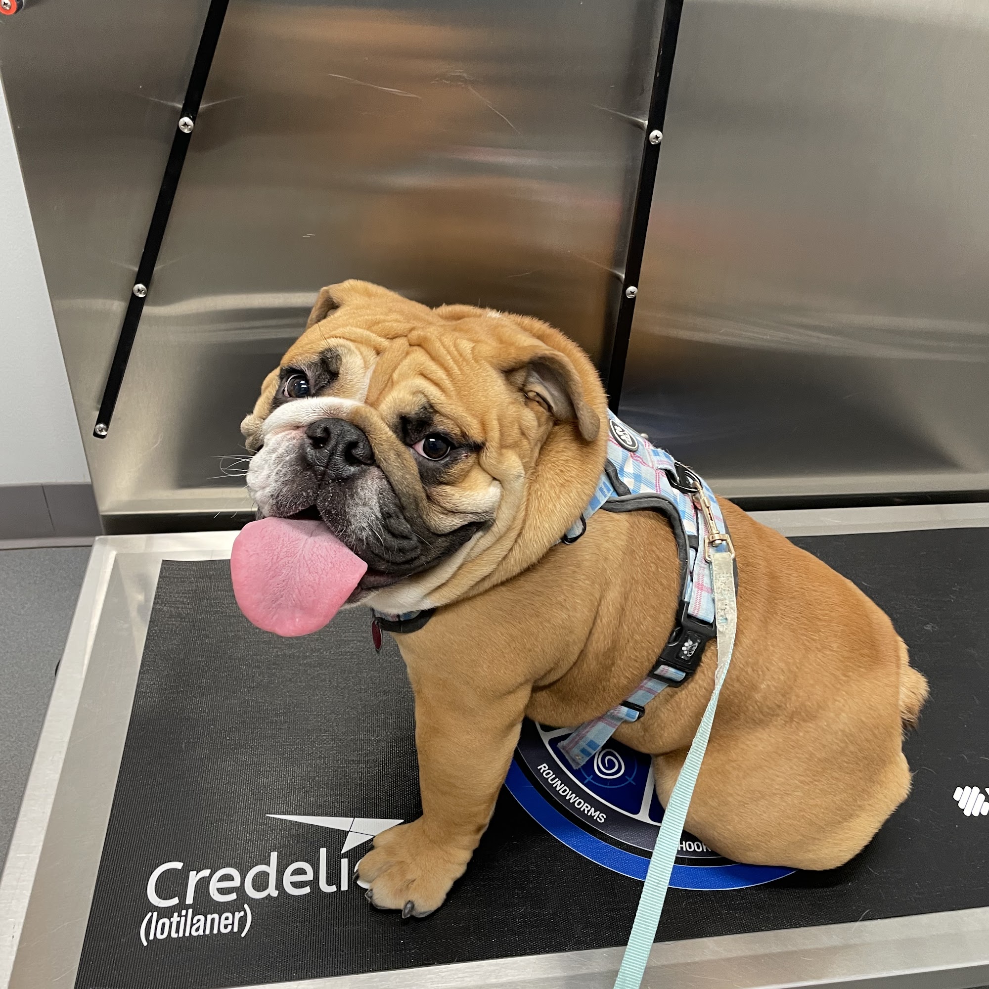 Ark Animal Hospital of Chalfont Chalfont