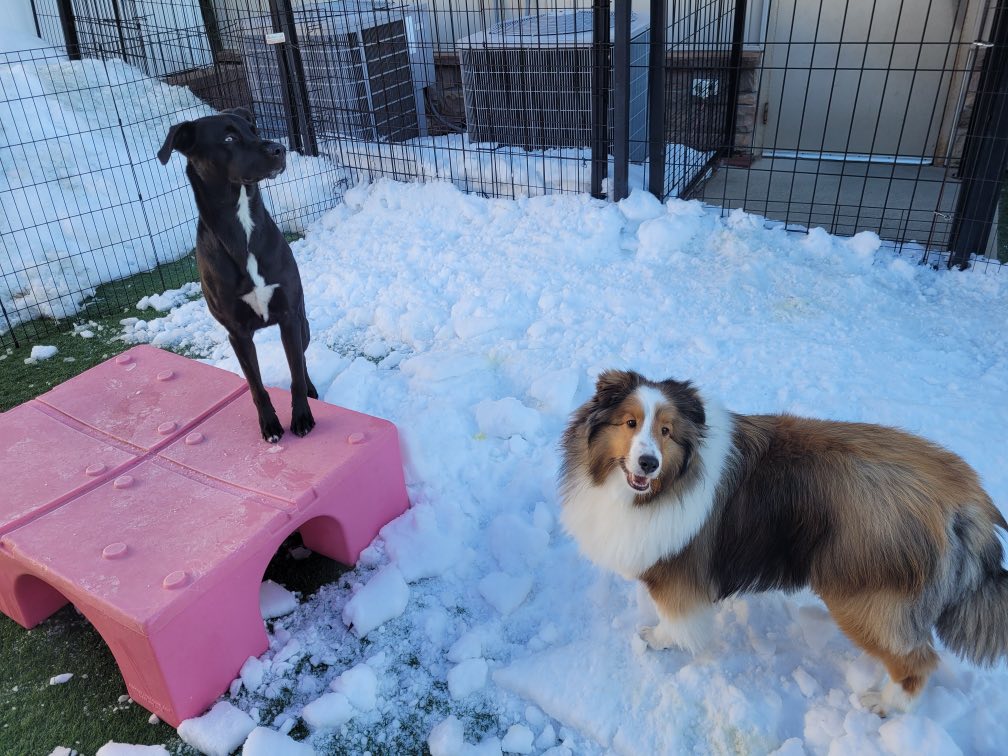 Pabby's Pet Resort Chalfont