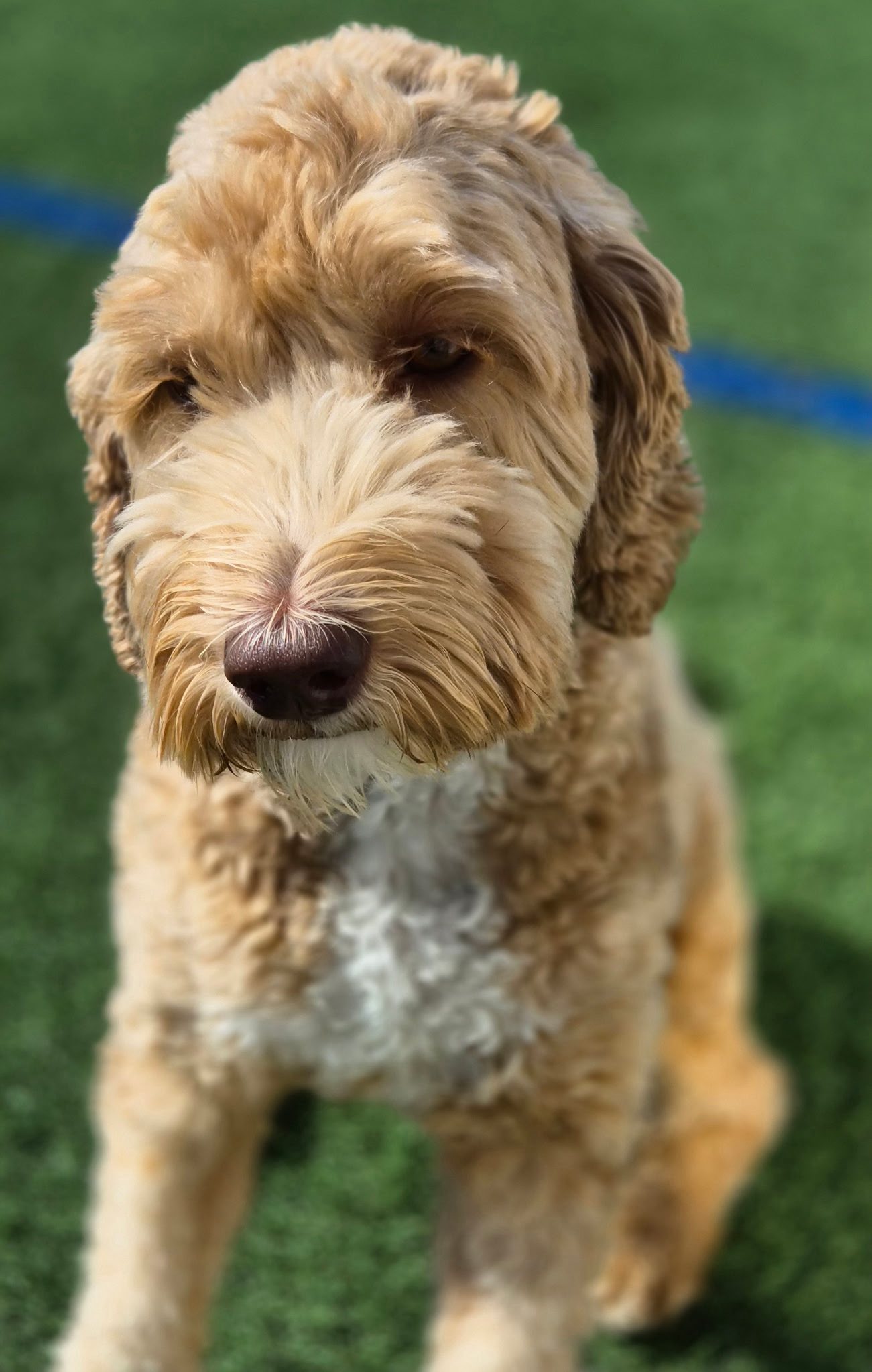 Pabby's Pet Resort Chalfont