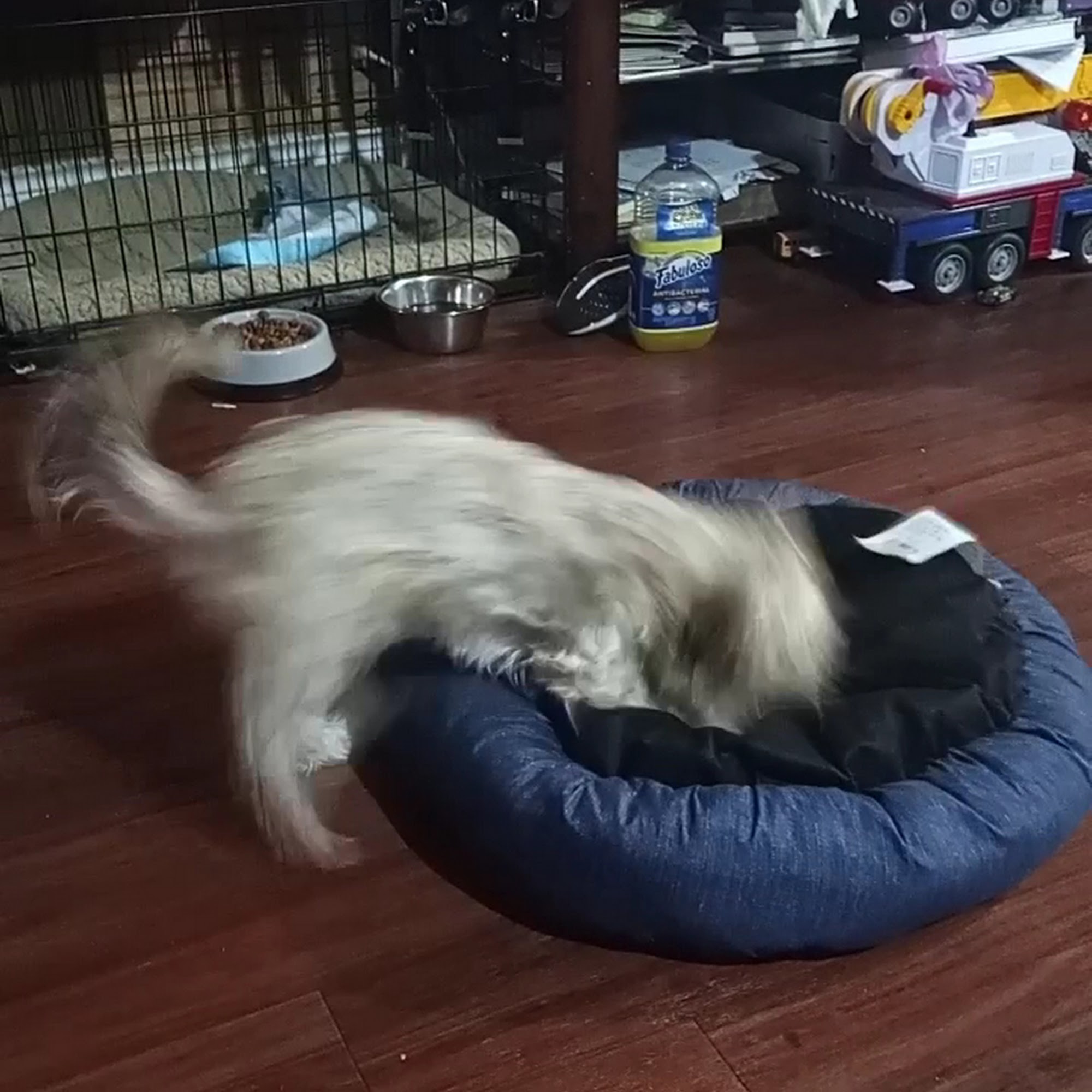 Chambersburg Animal Hospital Chambersburg