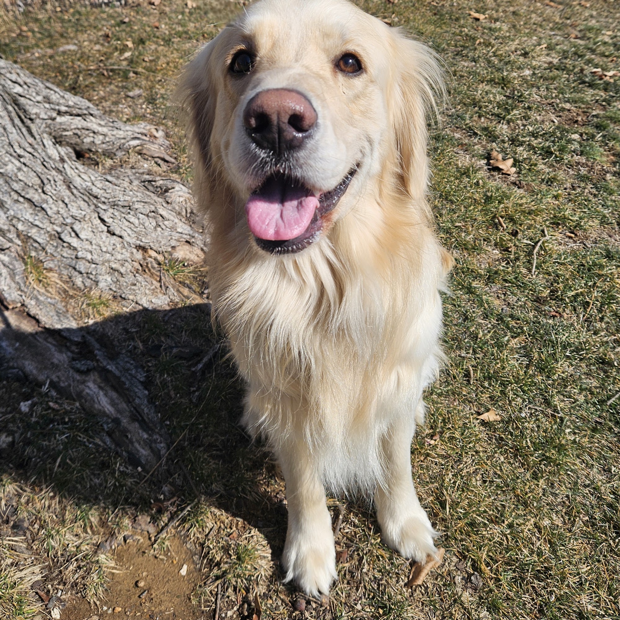 Golden Wood, Chambersburg Chambersburg