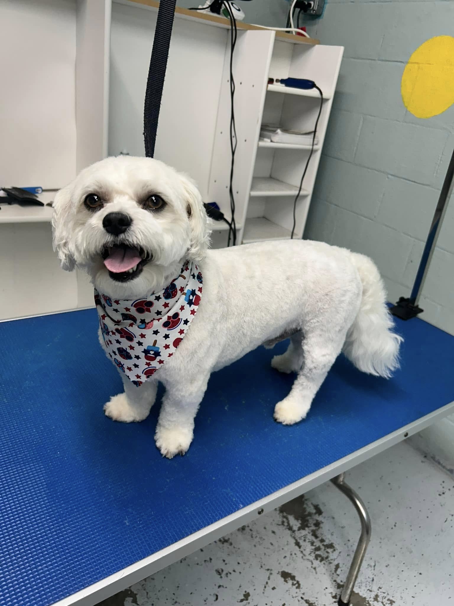 Pawsibilities Dog Grooming Chambersburg