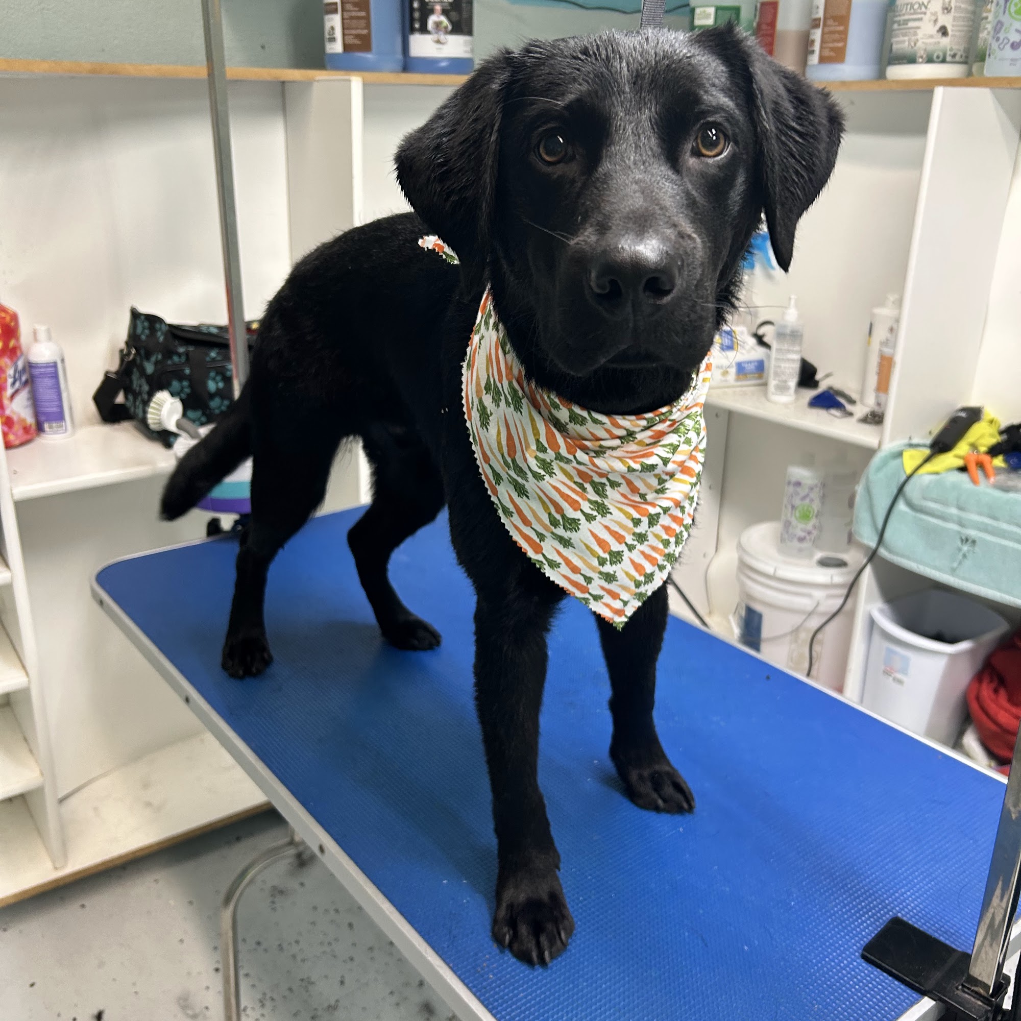 Pawsibilities Dog Grooming Chambersburg