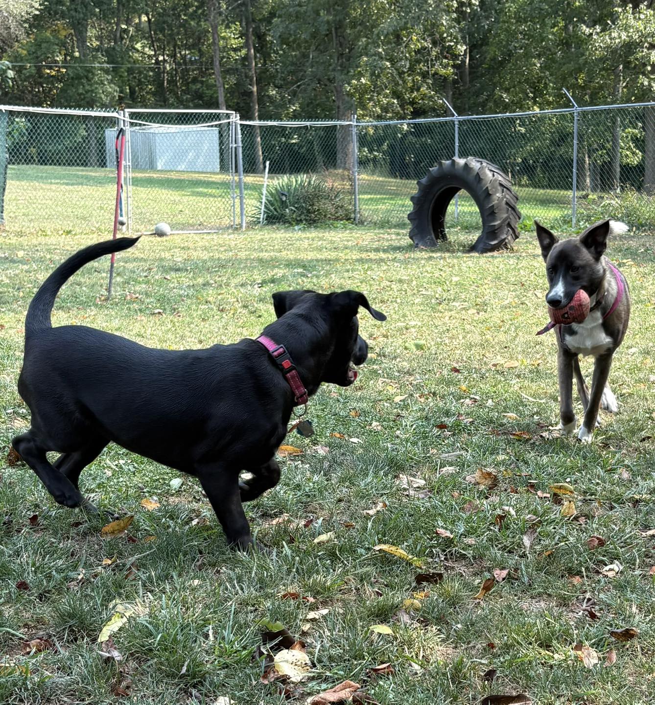 Fancy Paws Pet Resort Charleroi