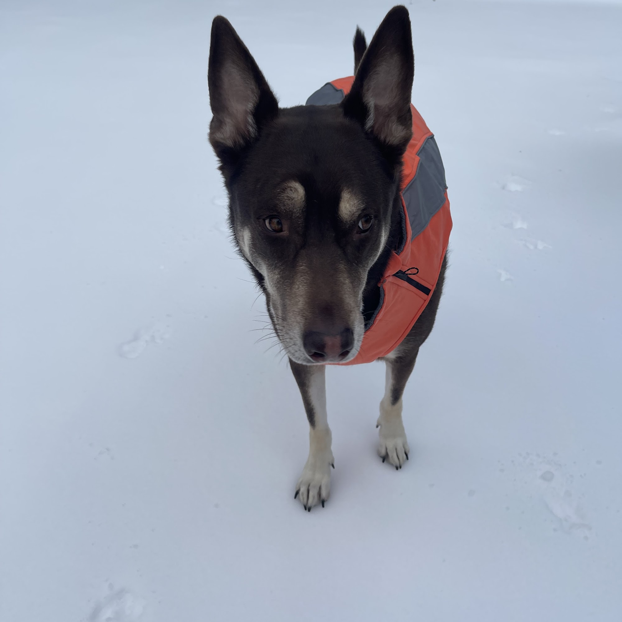 Ludwigs Corner Veterinary Hospital Chester Springs