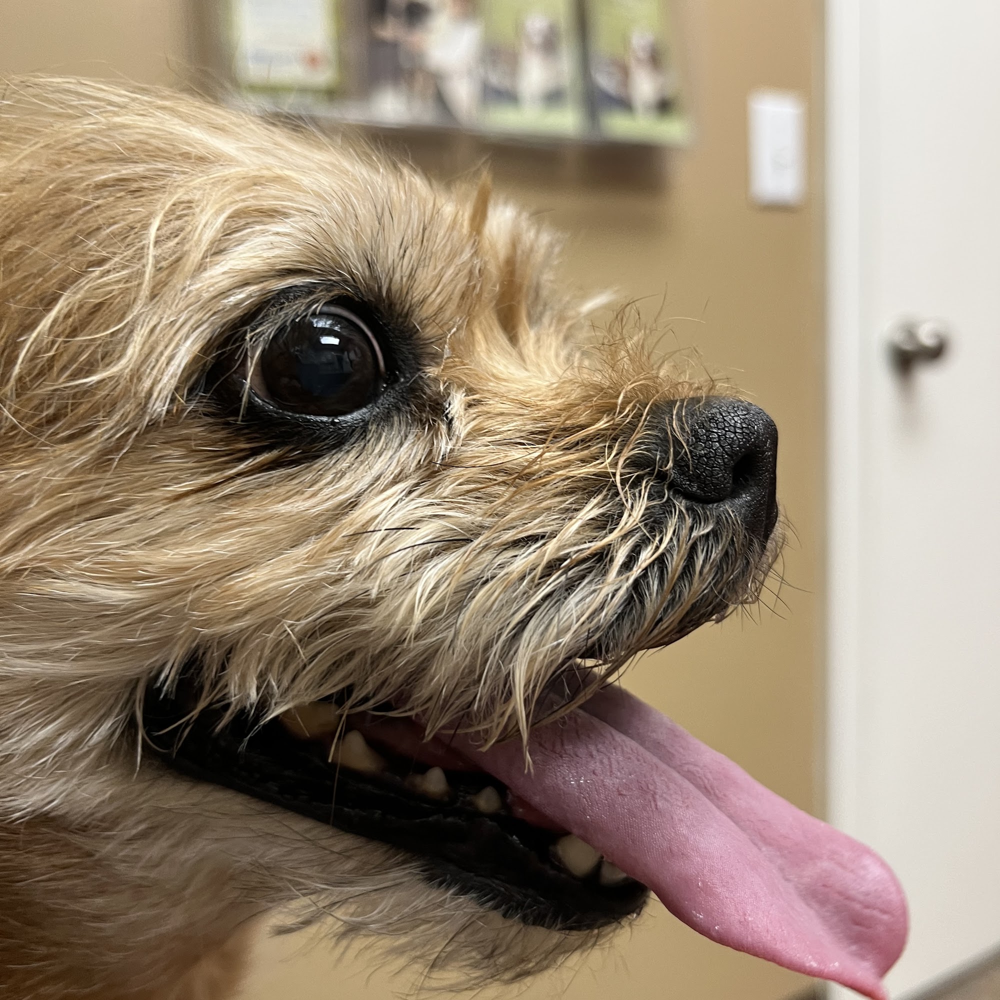 Clarion Animal Hospital Clarion