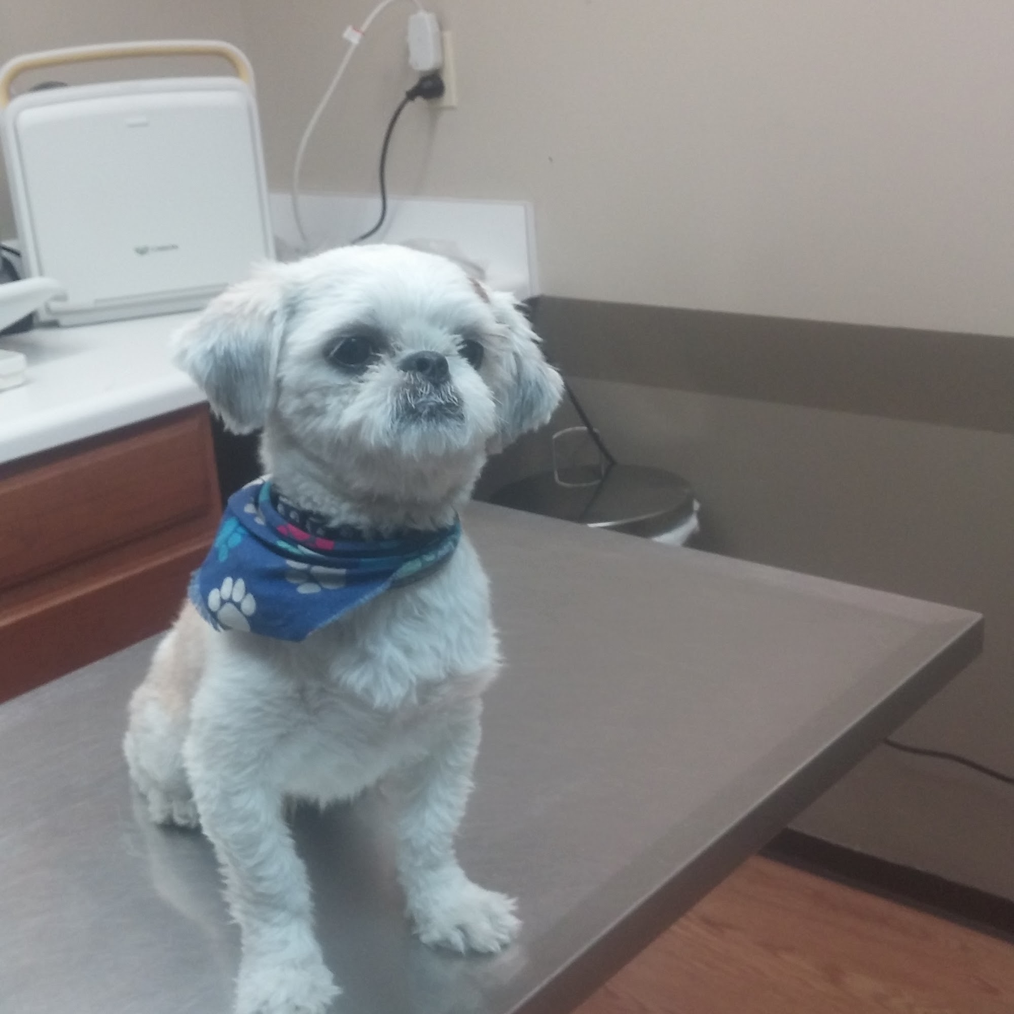 Justus Vets. Stephenson DVM, Nestor VMD, Williams VMD, and Lee DVM Clarks Summit