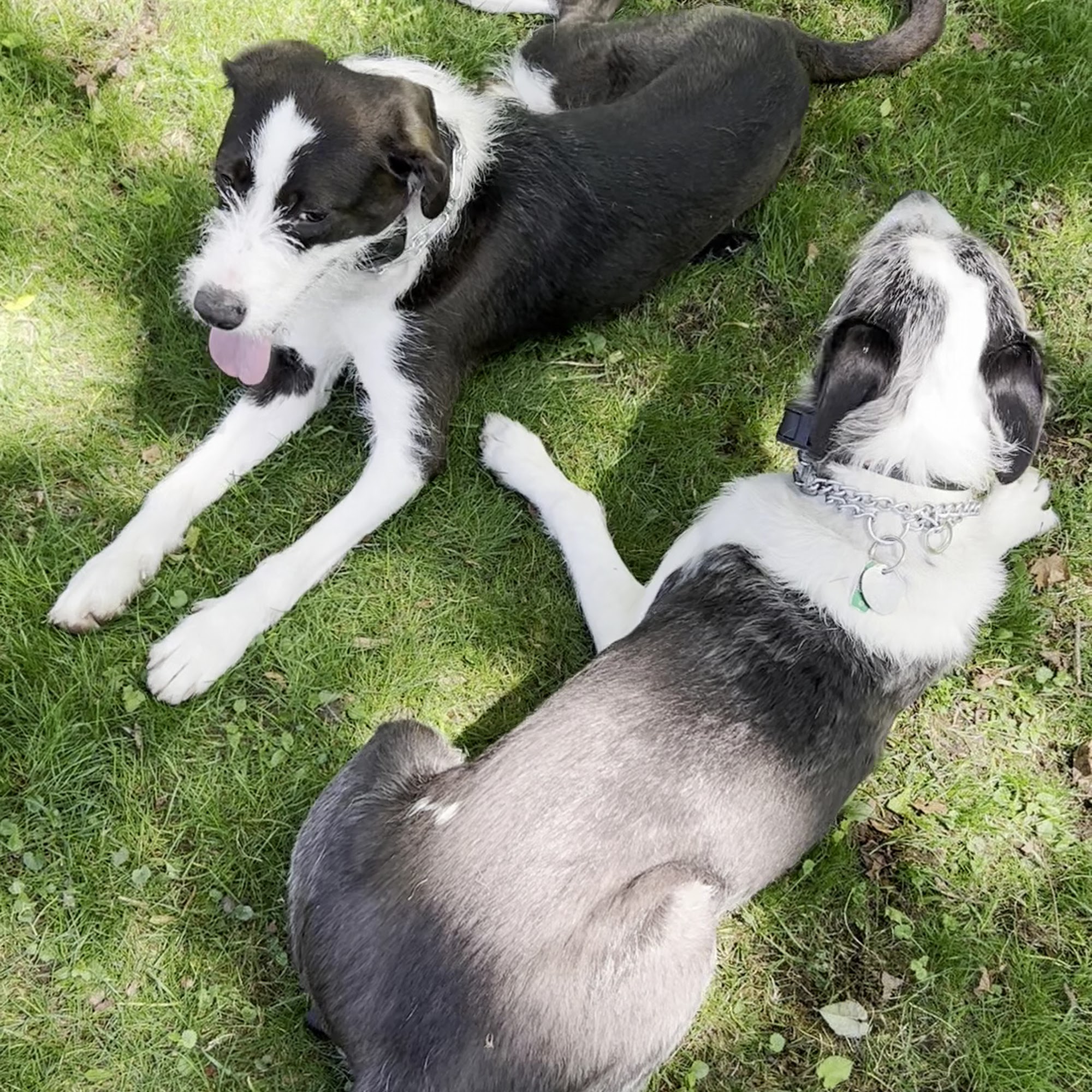 K-9 Academy Dog Train School In Clarks Summit PA (Near Scranton, PA) Clarks Summit