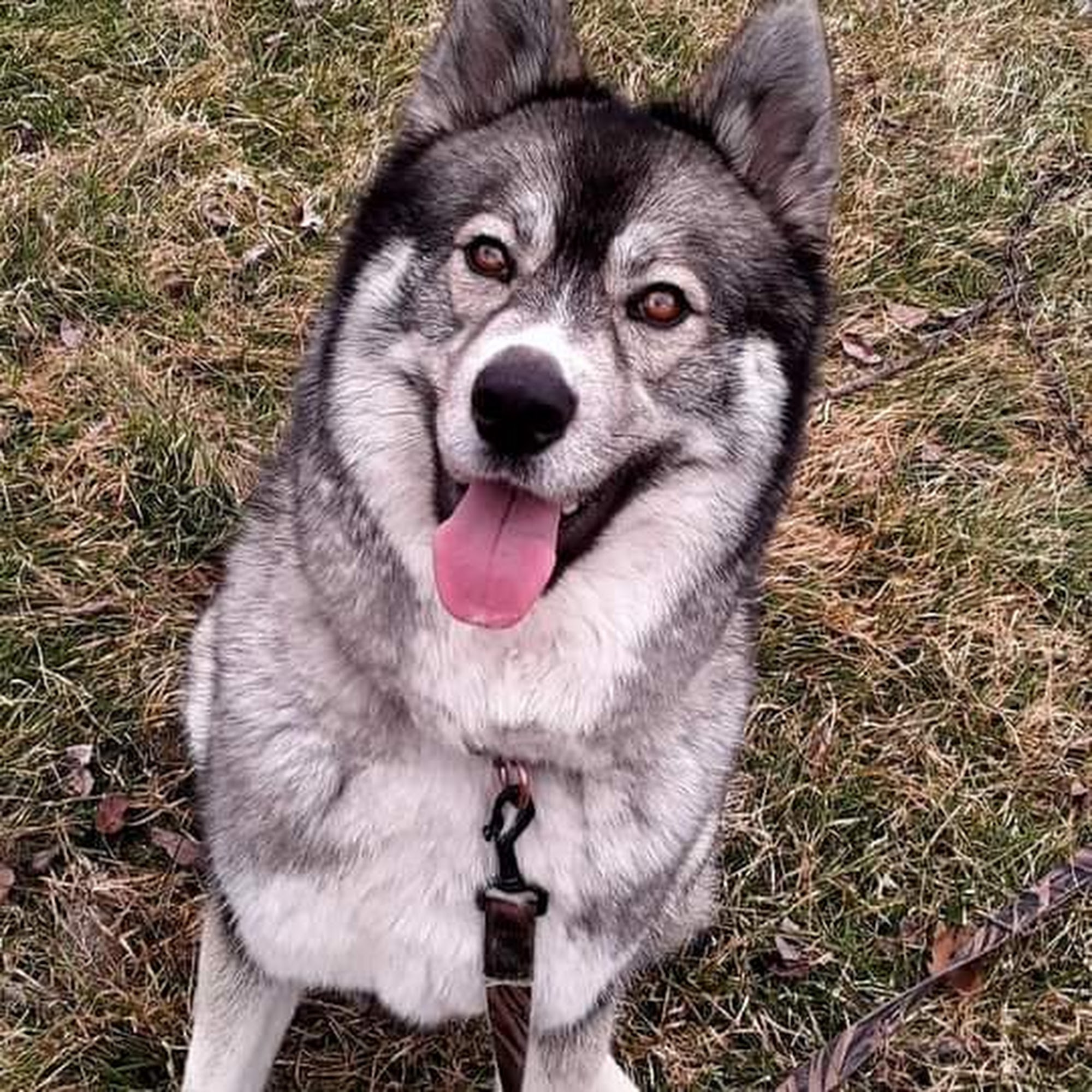 Clearfield Veterinary Hospital Clearfield