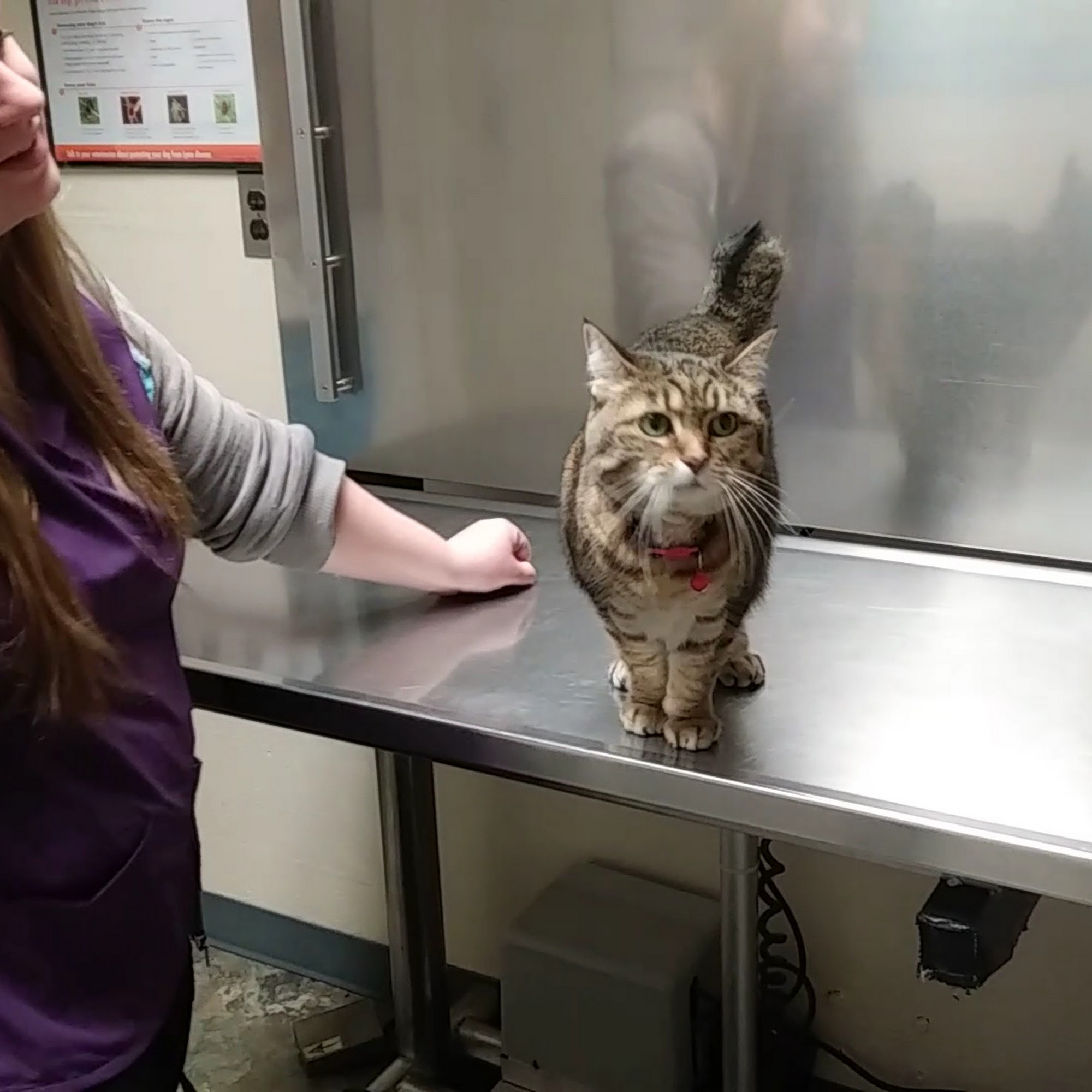 Susquehanna Veterinary Clinic Clearfield