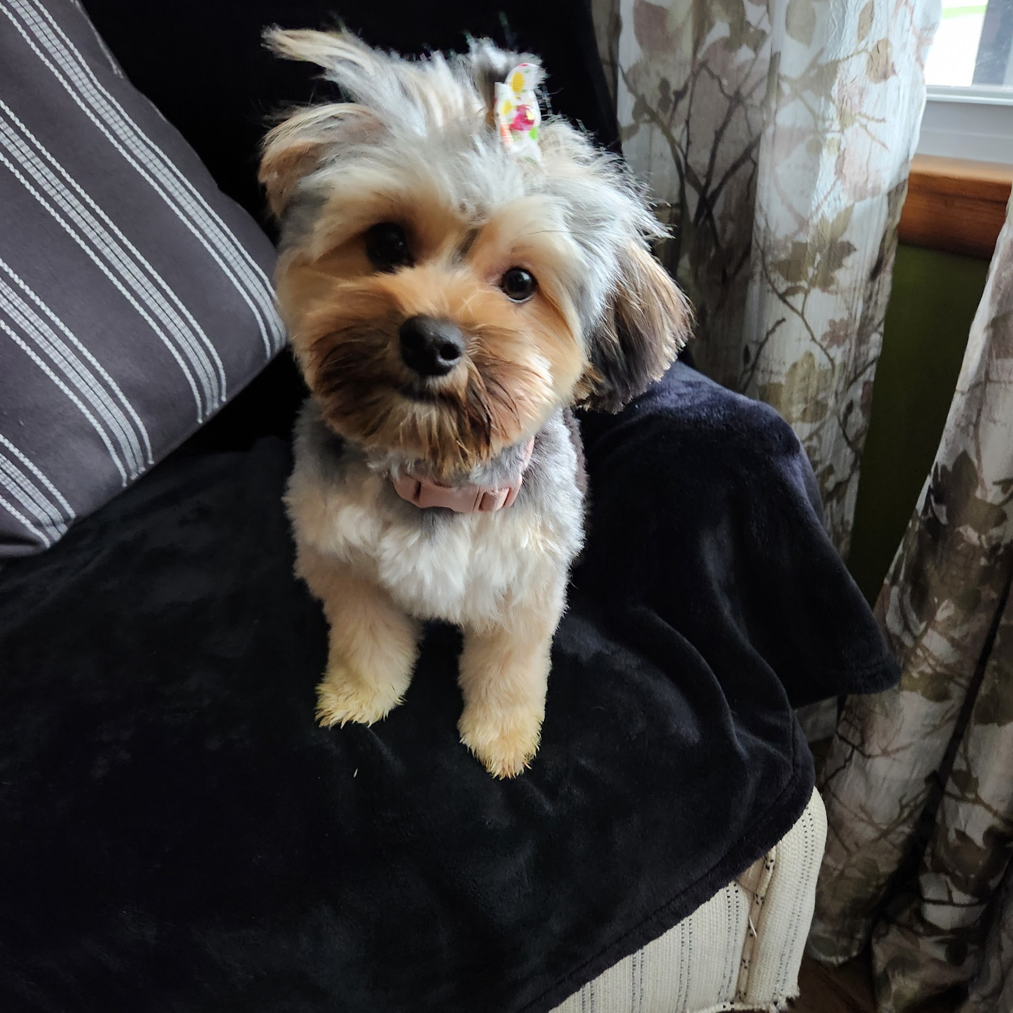 Evergreen Kennels & Grooming Clearfield